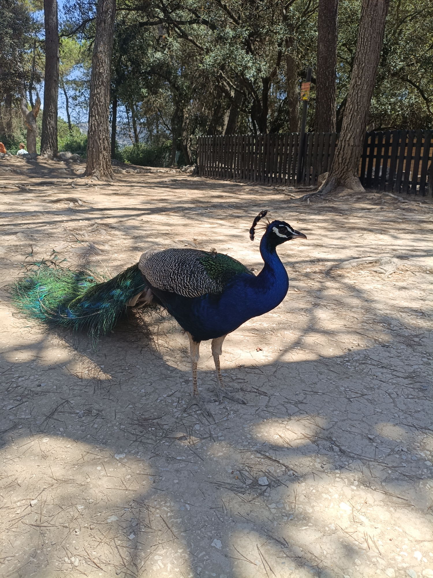 Wildlife park walk in Penáguila, lions to peacocks