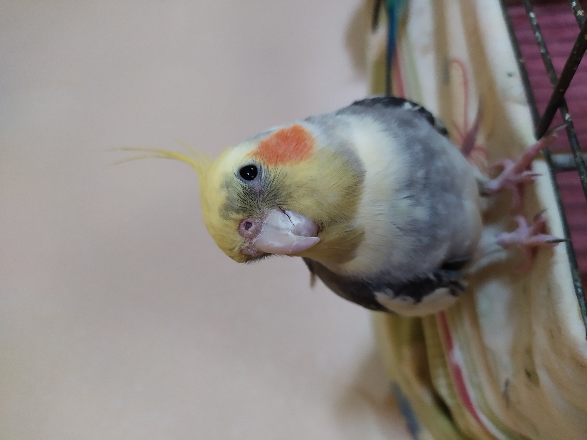 Pet cockatiels and a budgie at home in Bilajari