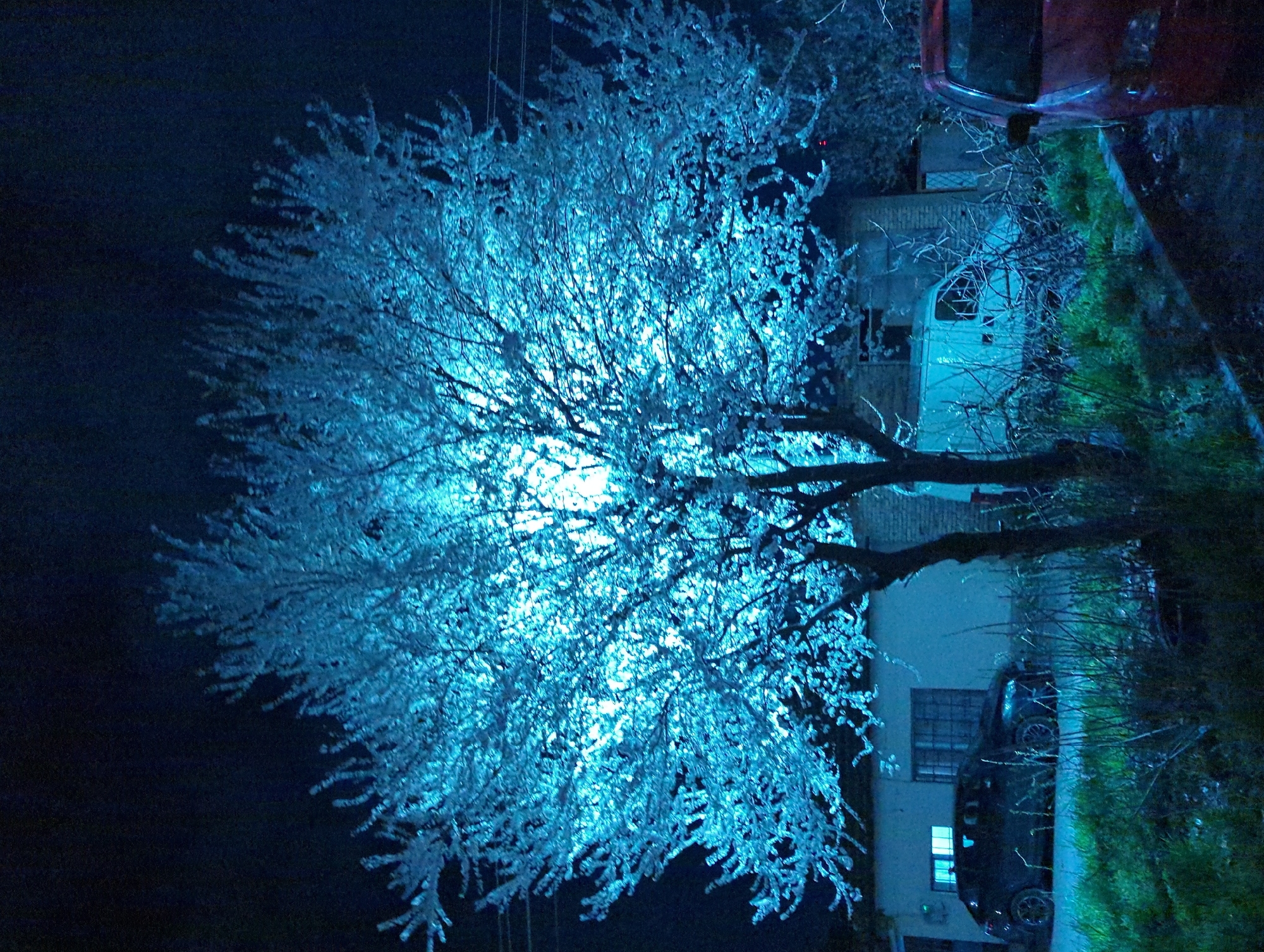 Tree mysteriously illuminated at night in Razgrad, Bulgaria