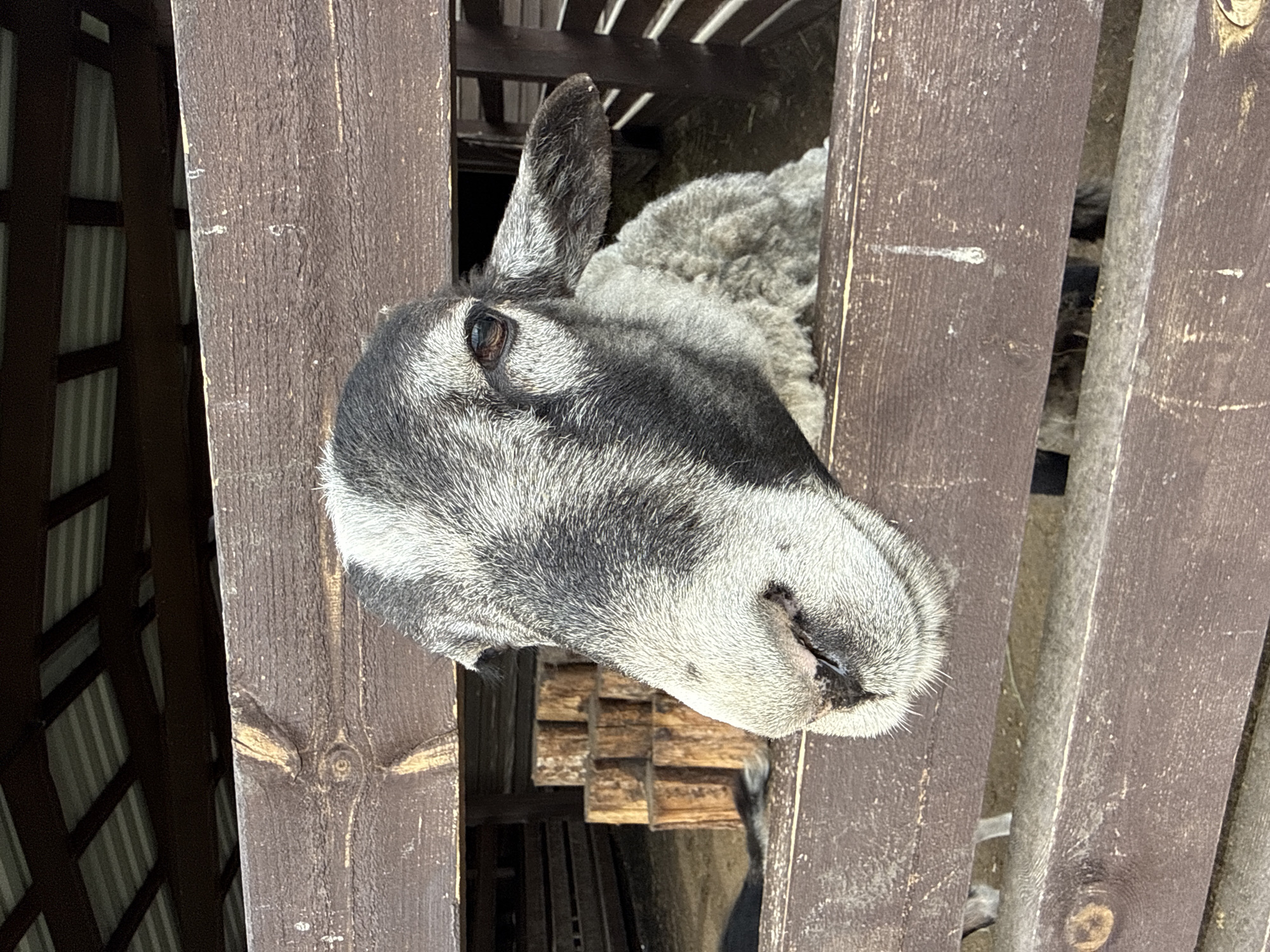 Russian petting zoo animals observed by visitors Sunday morning