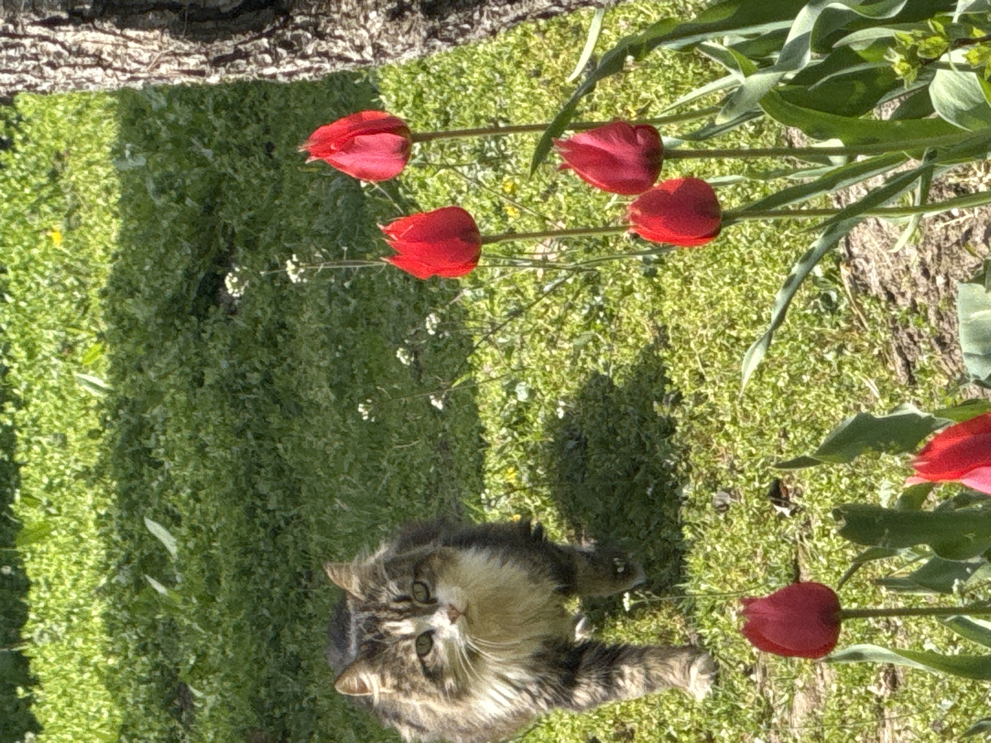 Cat rests among tulips in Bulgarian garden