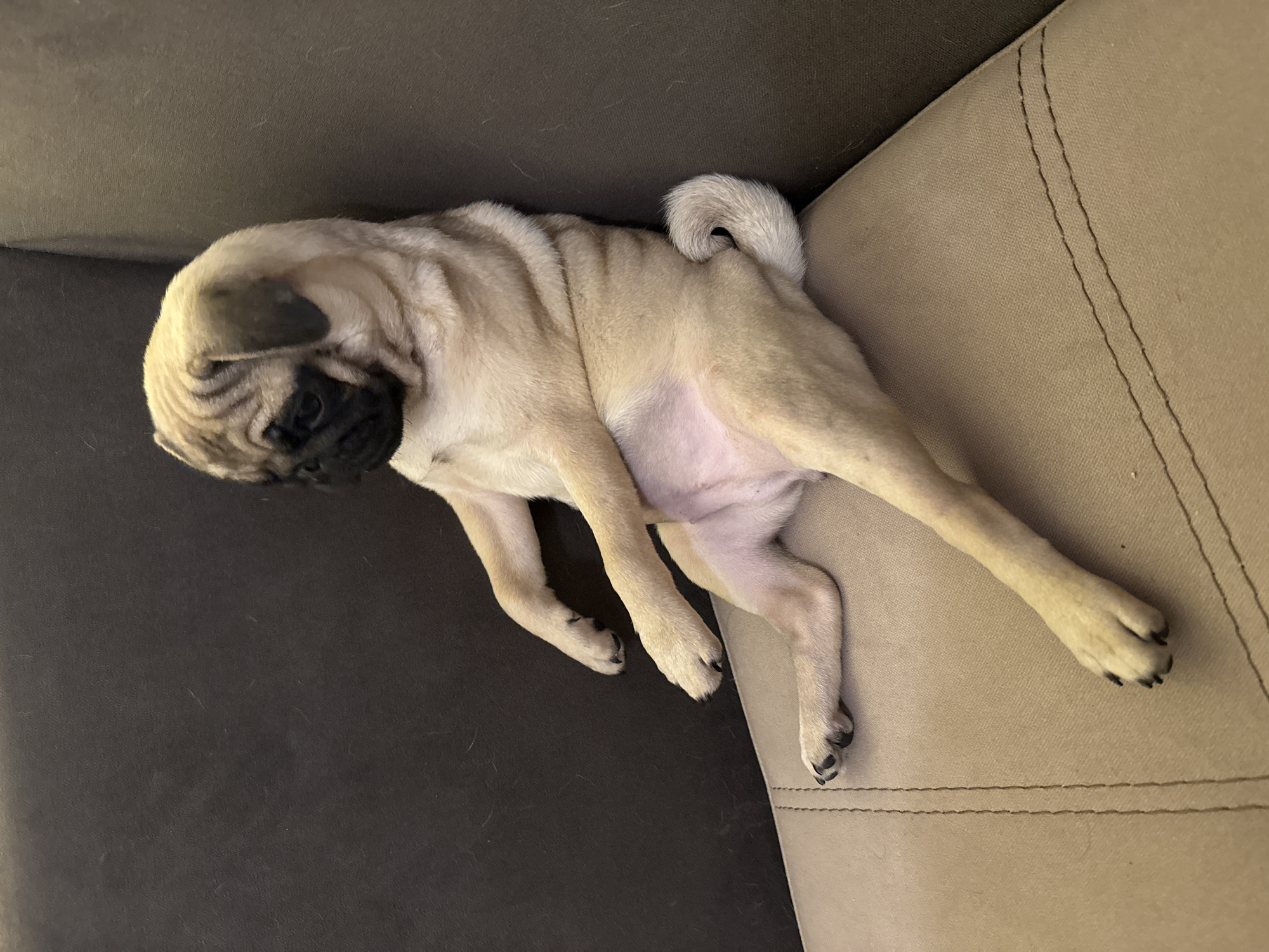 Pug puppy spotted relaxing on couch in sprawled position