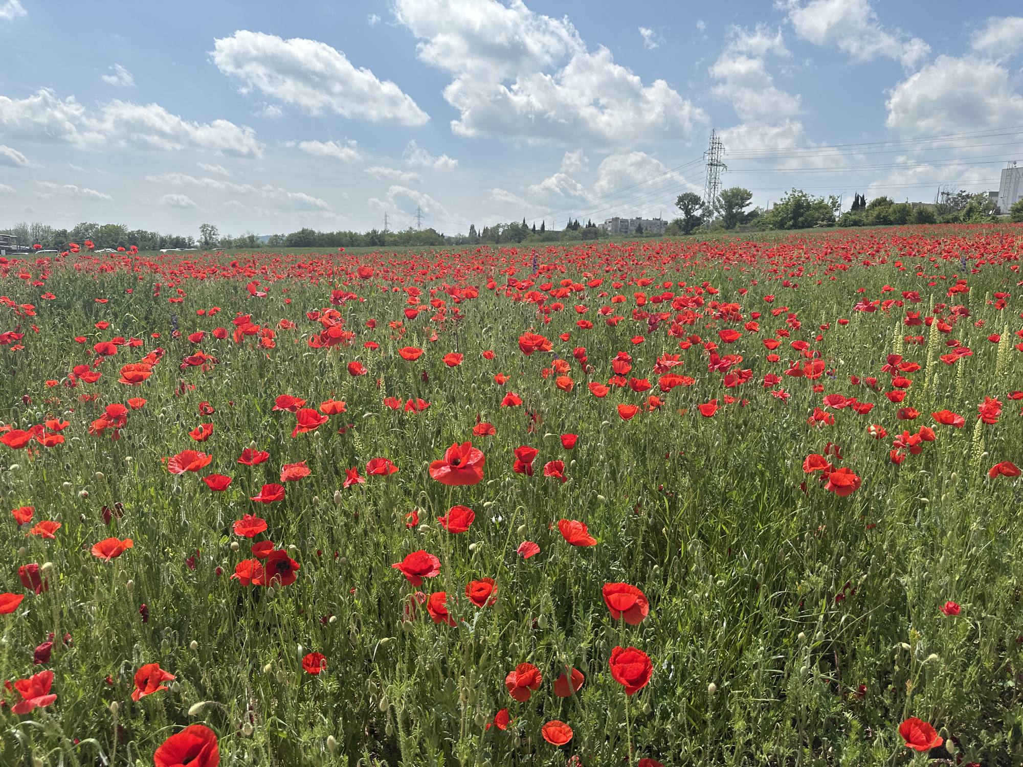 Red poppy field blooms captured near Stara Zagora, Bulgaria