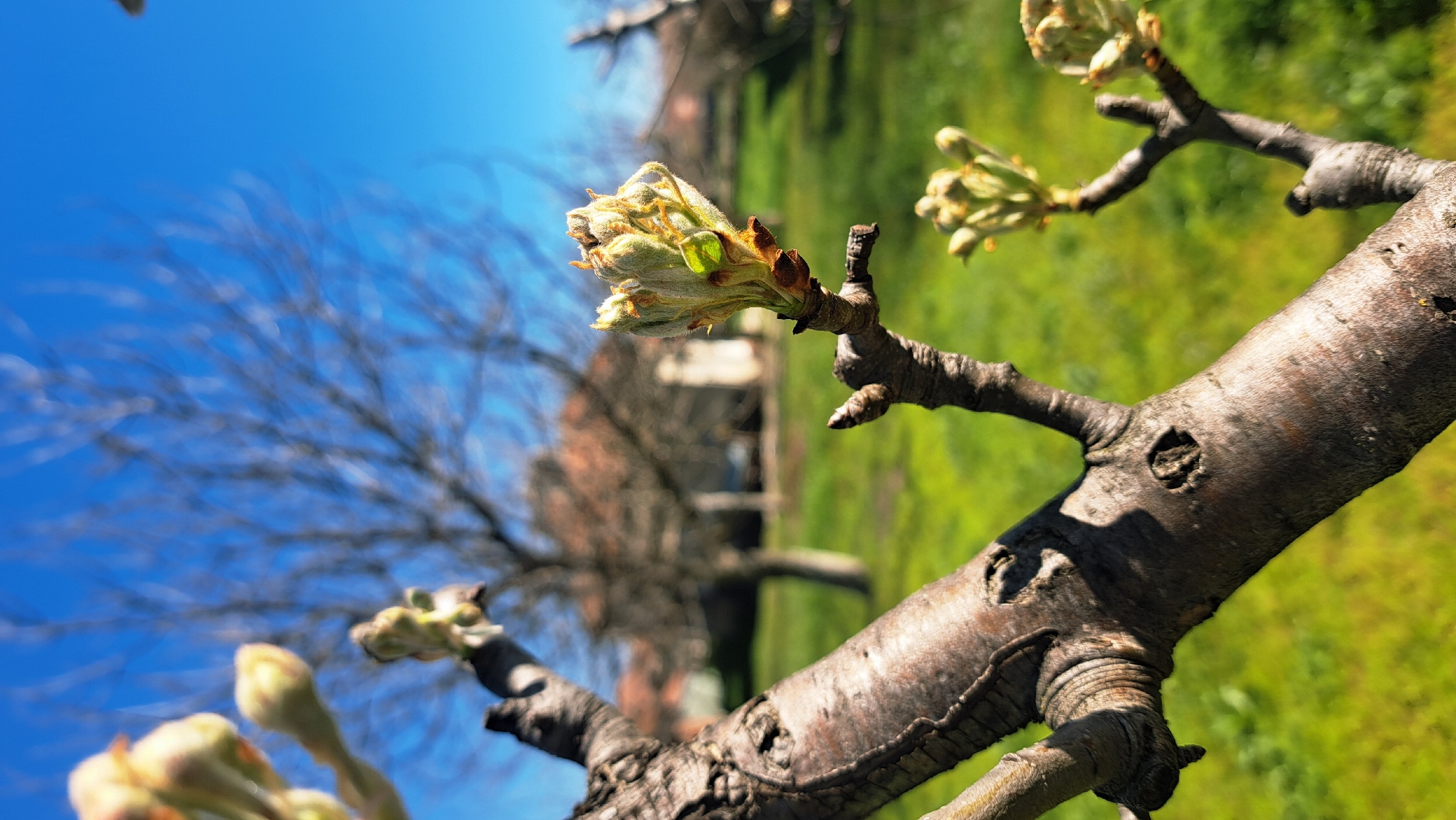 Spring buds emerge on urban trees, ladybug spotted