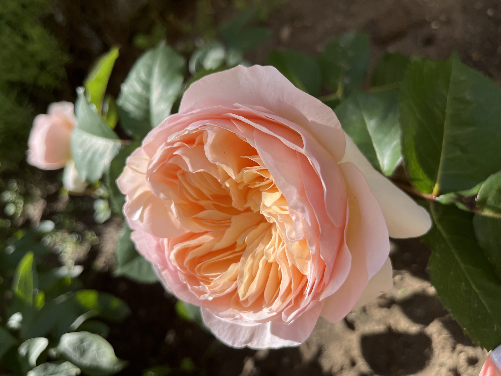 Garden flowers documented in bloom across unknown location