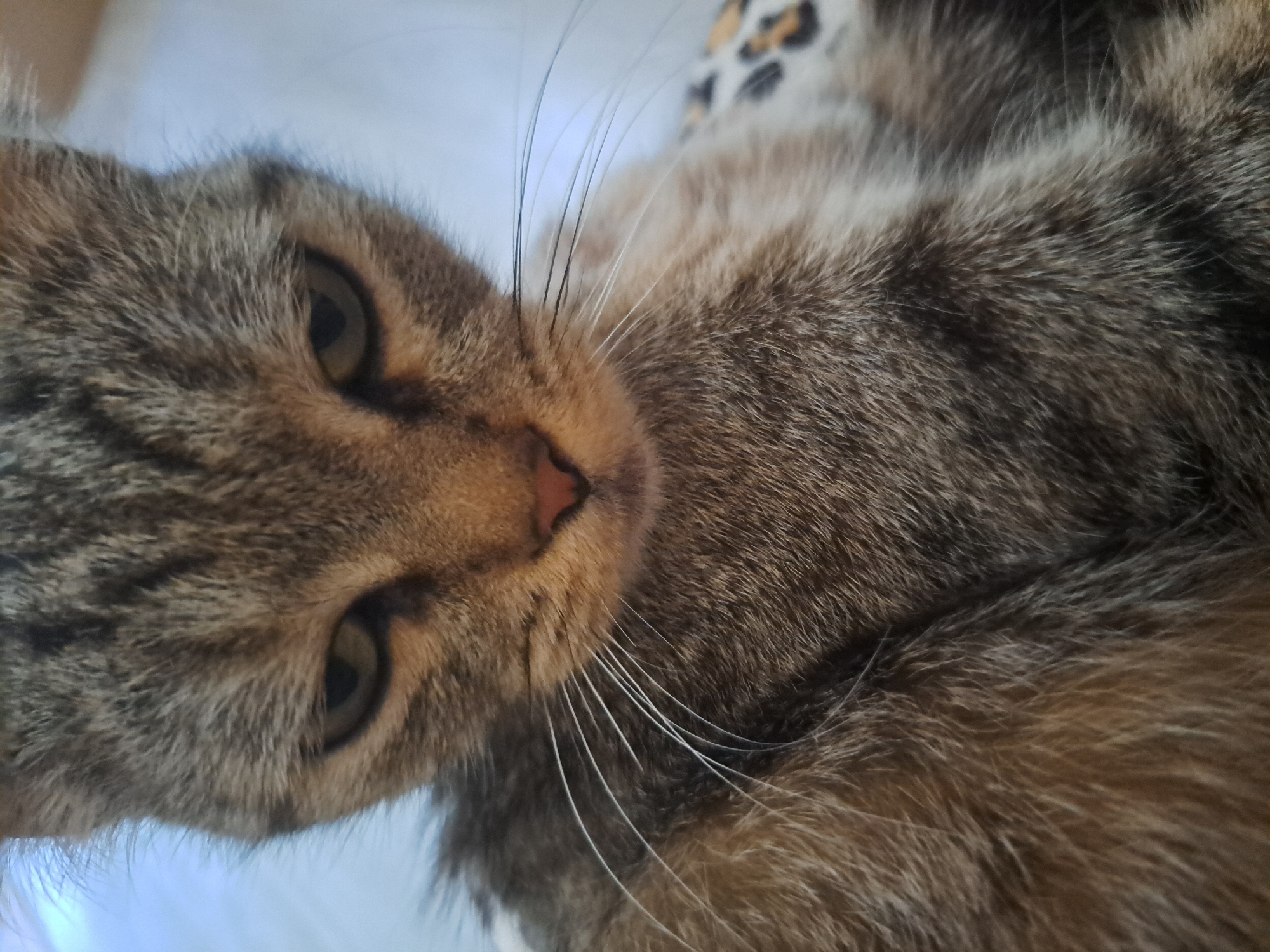 Tabby cat napping on a leopard-print blanket in Vypasne