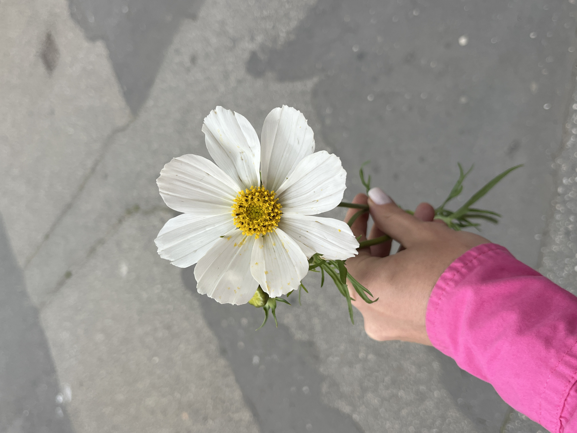 Browsing Kraków flowers and goods on a June morning