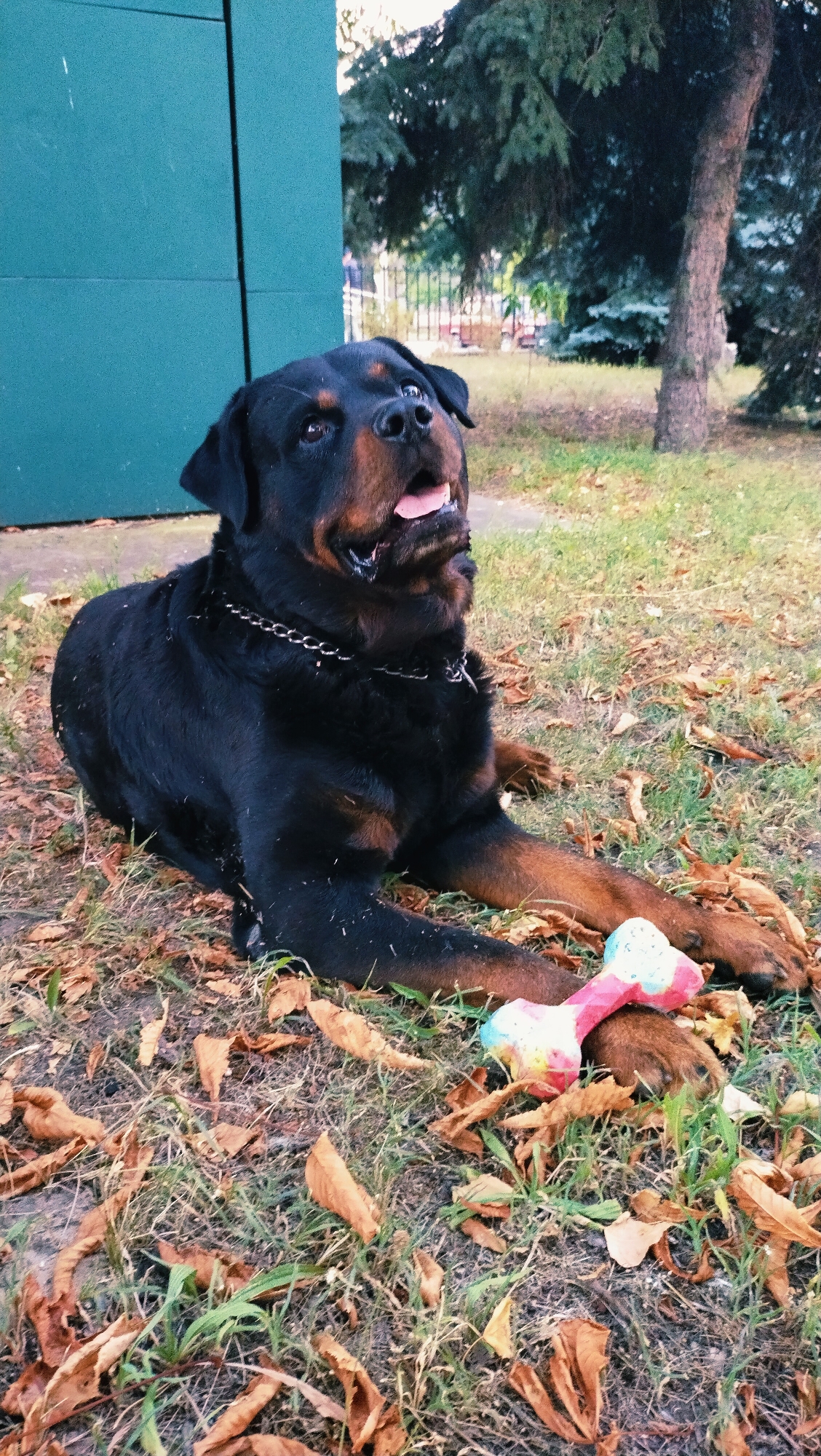 Rottweiler plays in a park as dusk settles over Horishni Plavni