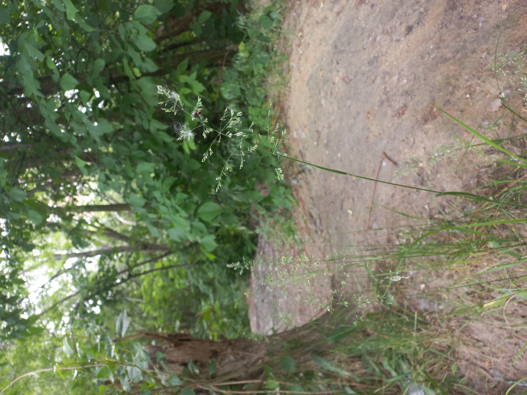 Morning nature walk documented across Kyiv's urban green spaces