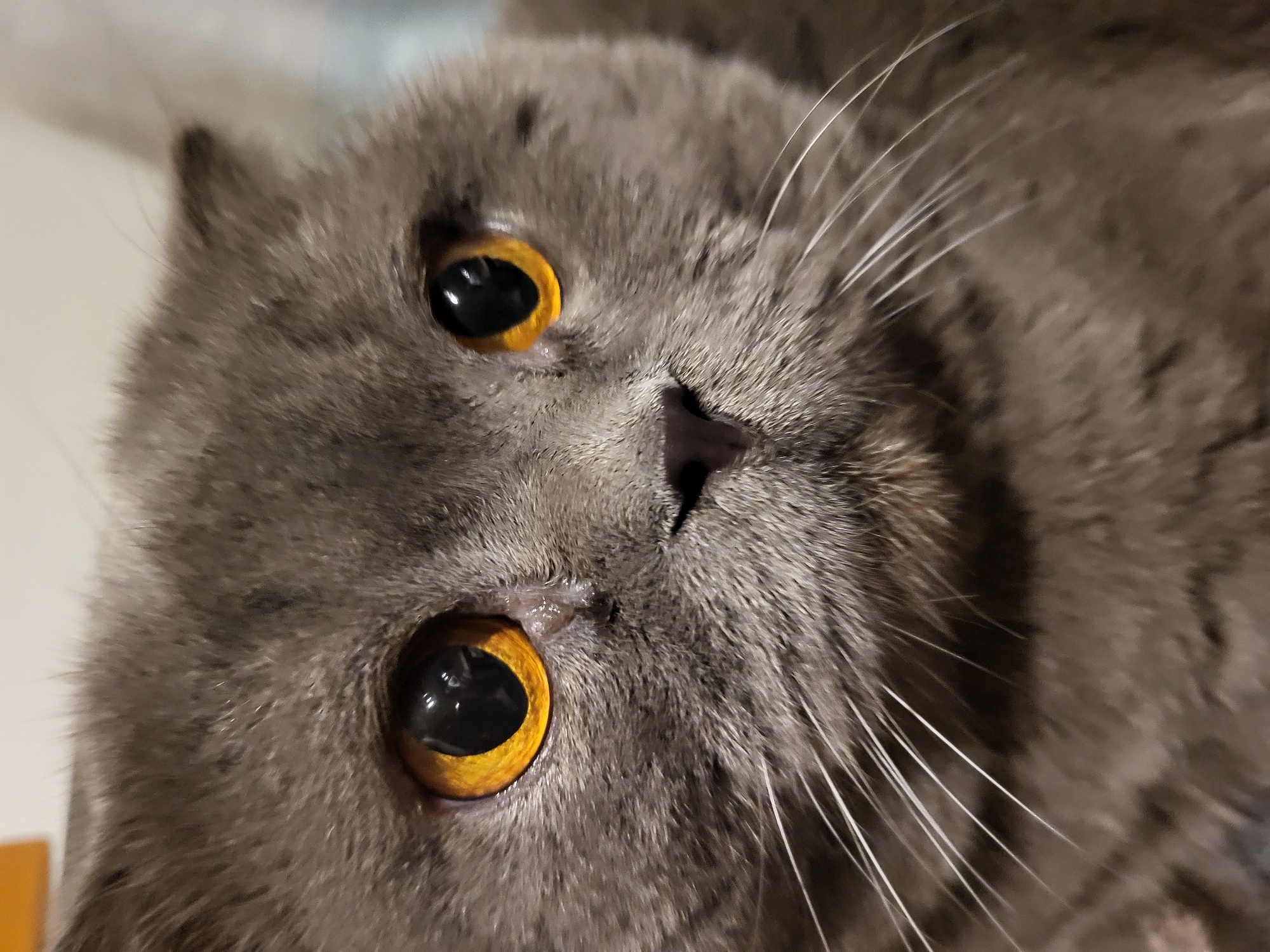 A quiet night in with a Scottish Fold cat and late-night snacks