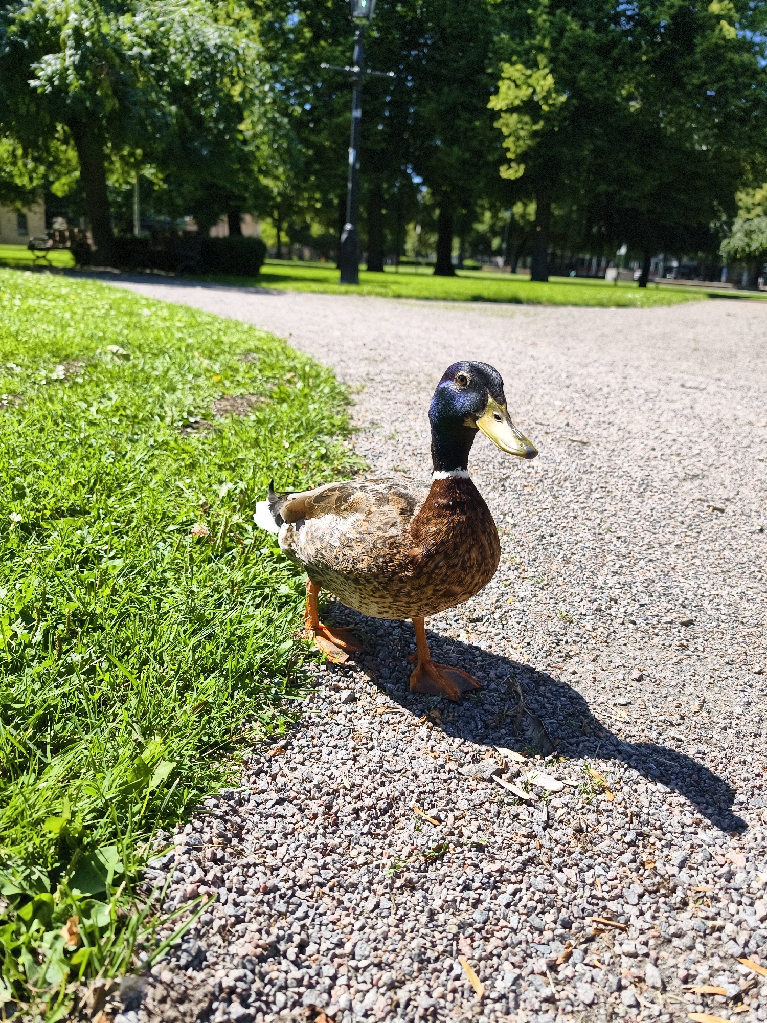 Norrköping city park in full summer bloom