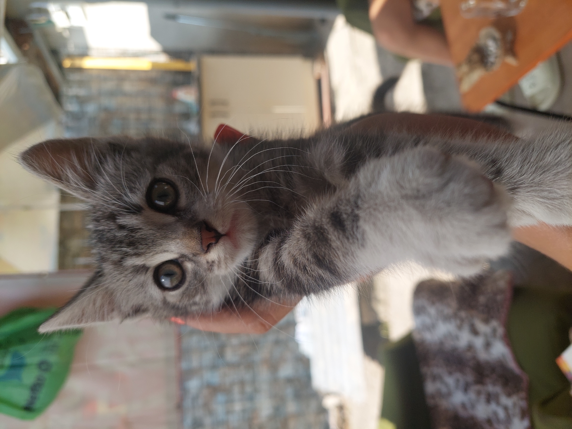 Grey tabby kitten getting petted on a cozy blanket in Chișinău