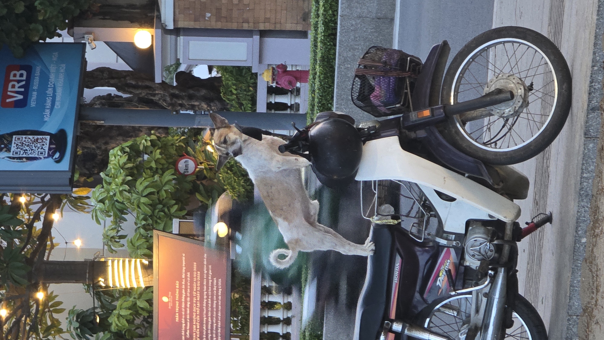 Dog on motorcycle handlebars, beachgoer spotted in Nha Trang