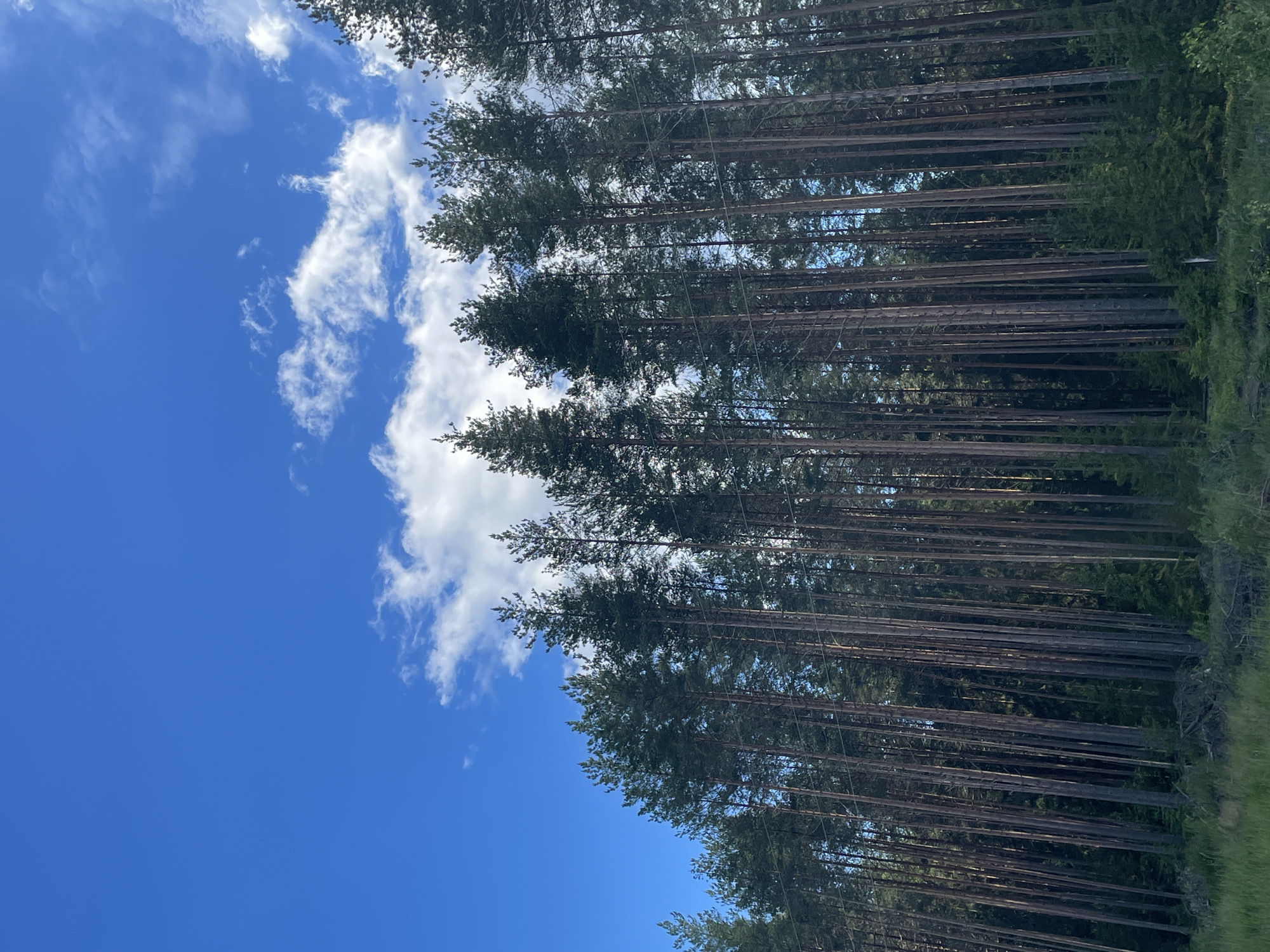 Mushroom foraging in the pine forests of Bol'shie Ozerki