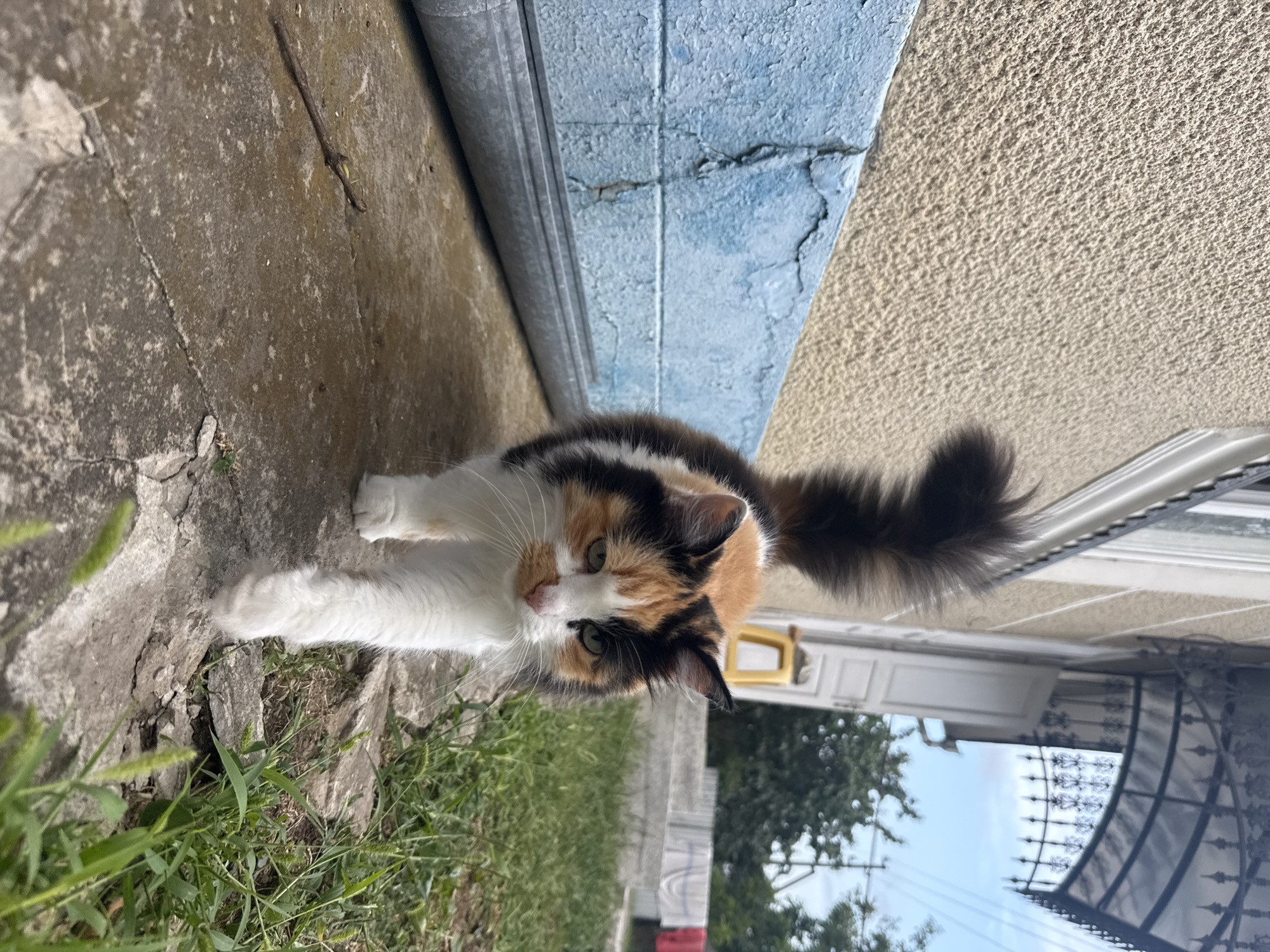 Calico cats and huskies hanging out at home