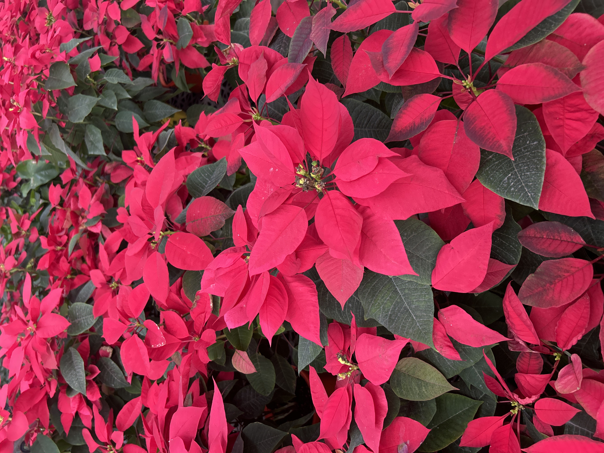 Poinsettia Display Photographed in Loma Verde, Argentina