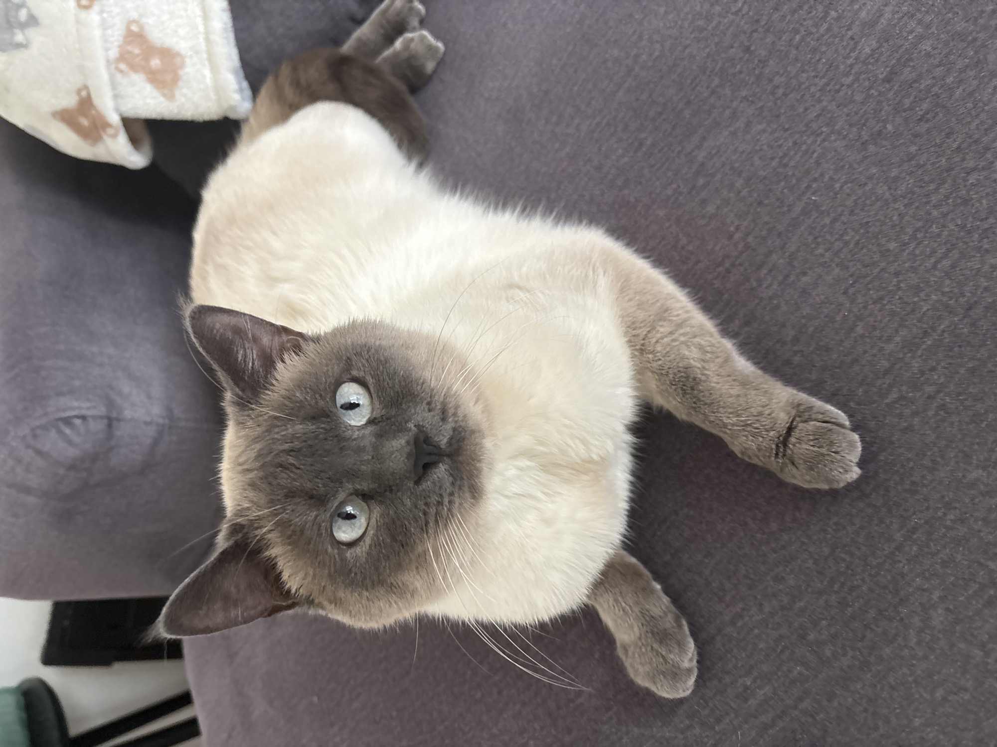 Pet sightings captured in Antwerp homes