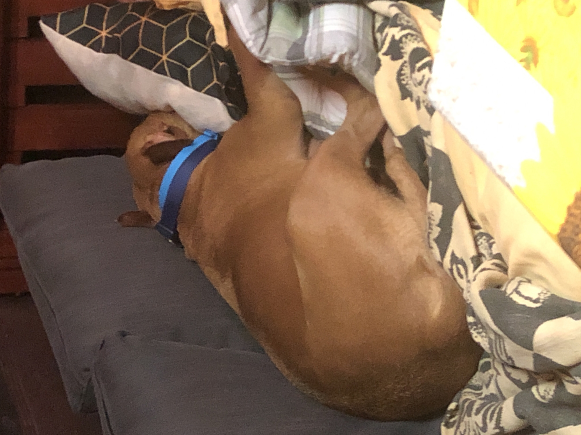 Brown dog rests comfortably on cushions in Lom, Bulgaria