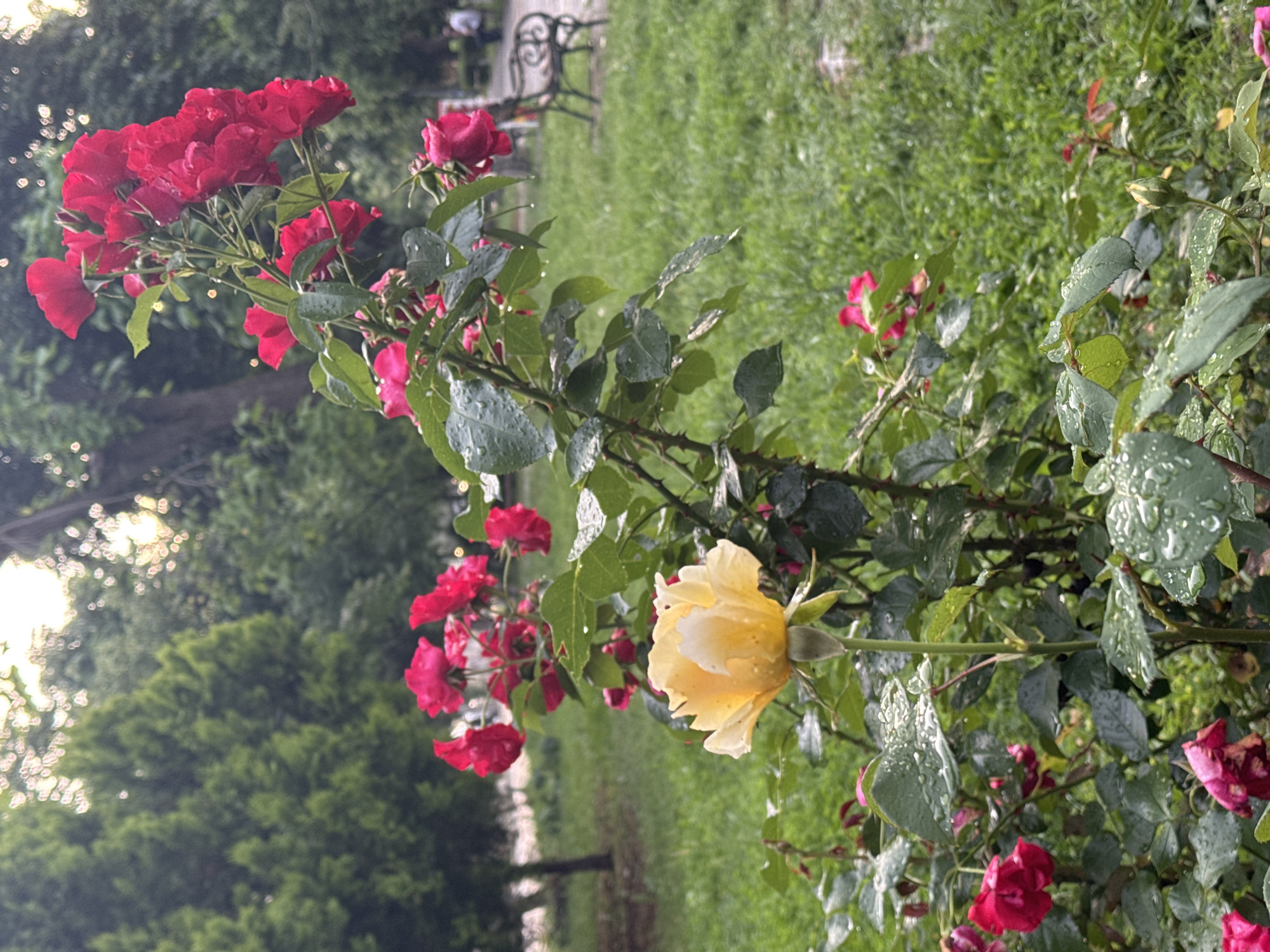 Urban park scenes captured: roses, bird flock, pathway