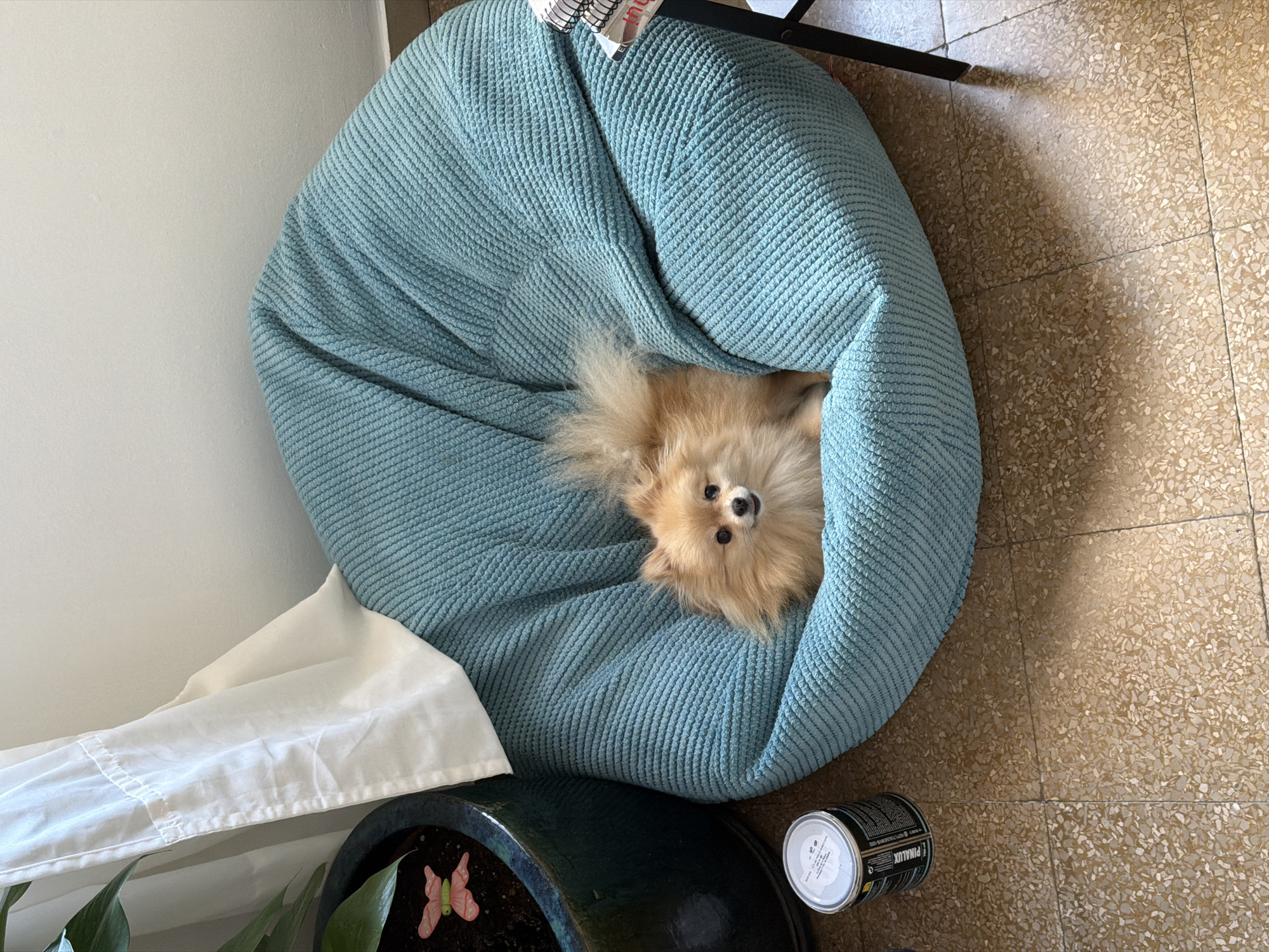 Pomeranian dog's lazy afternoon documented in Barcelona home