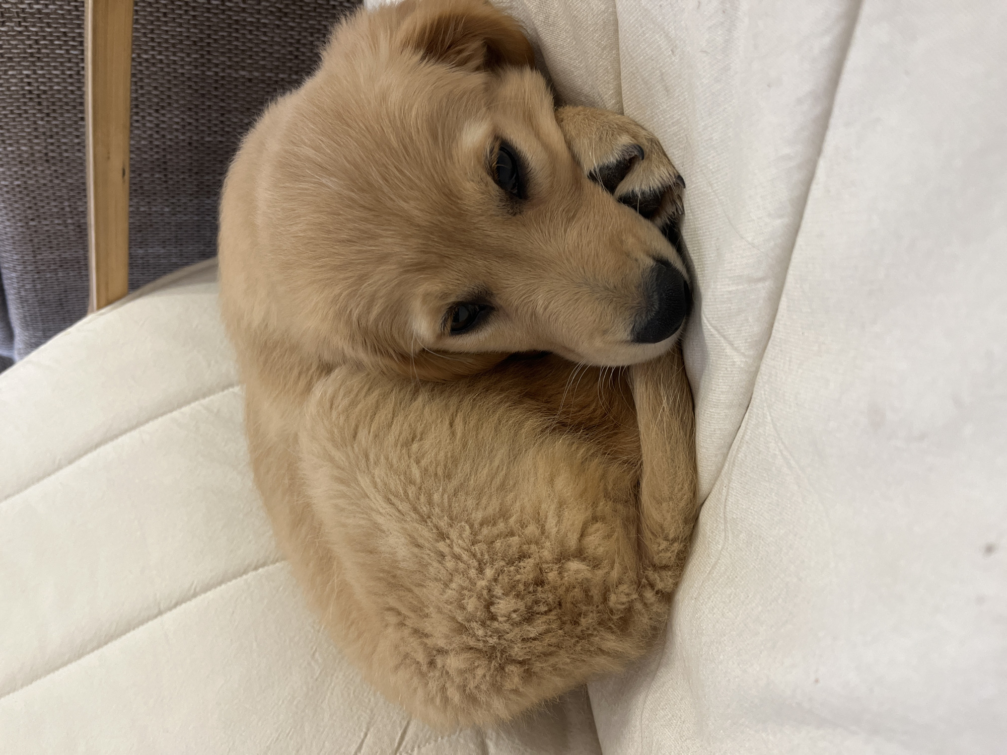 Golden retriever puppy plays and rests in Kostinbrod