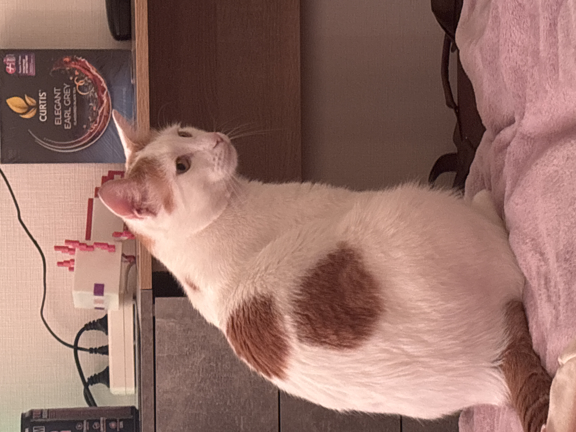 White cat with ginger patches photographed indoors in Sinyavino