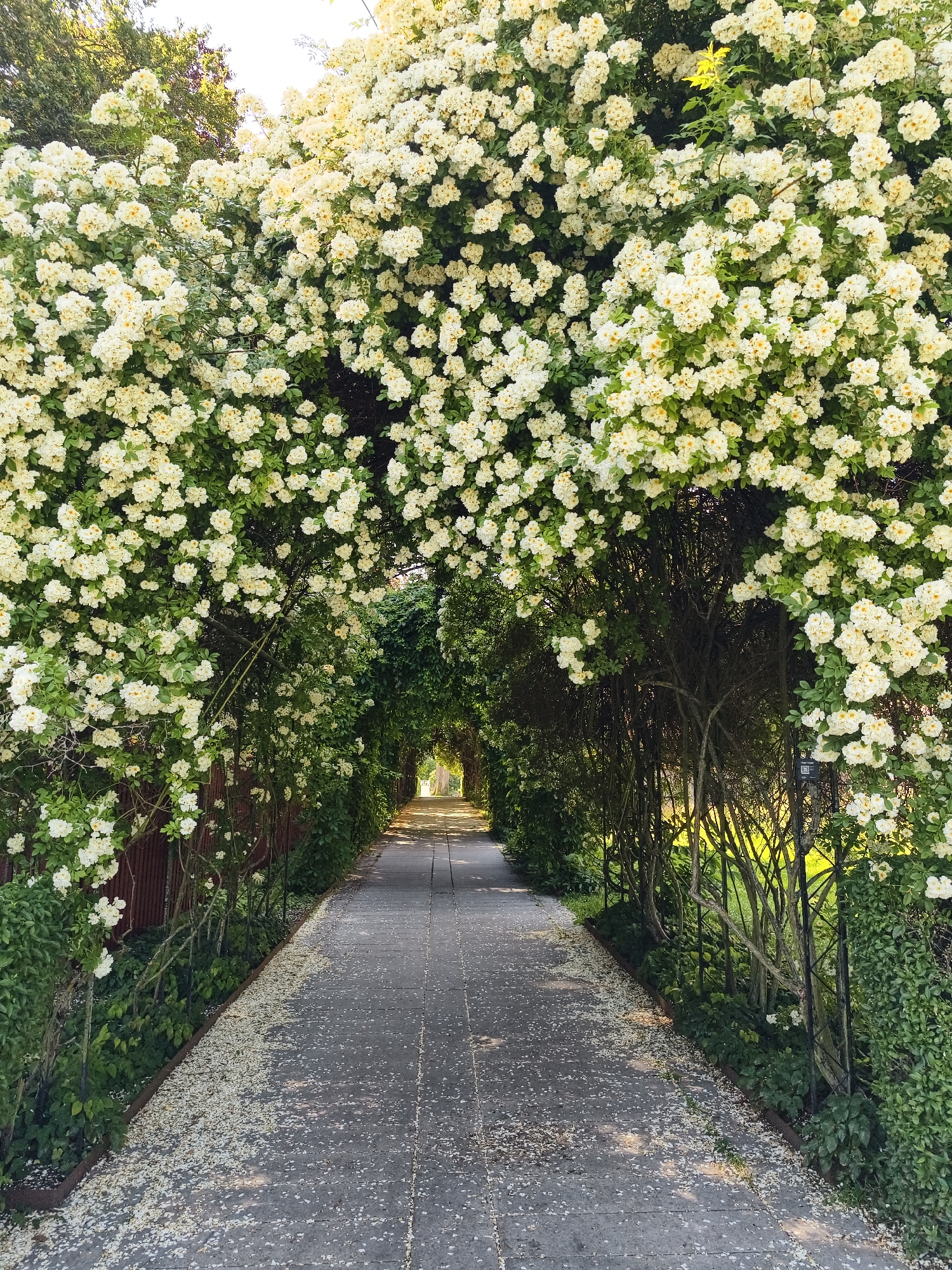 Sunny morning stroll through Linköping's streets and squares