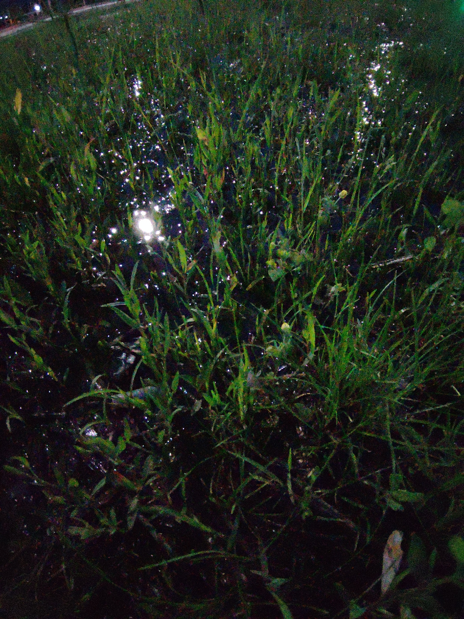 Evening macro survey of wild plants and urban edges in Balashikha