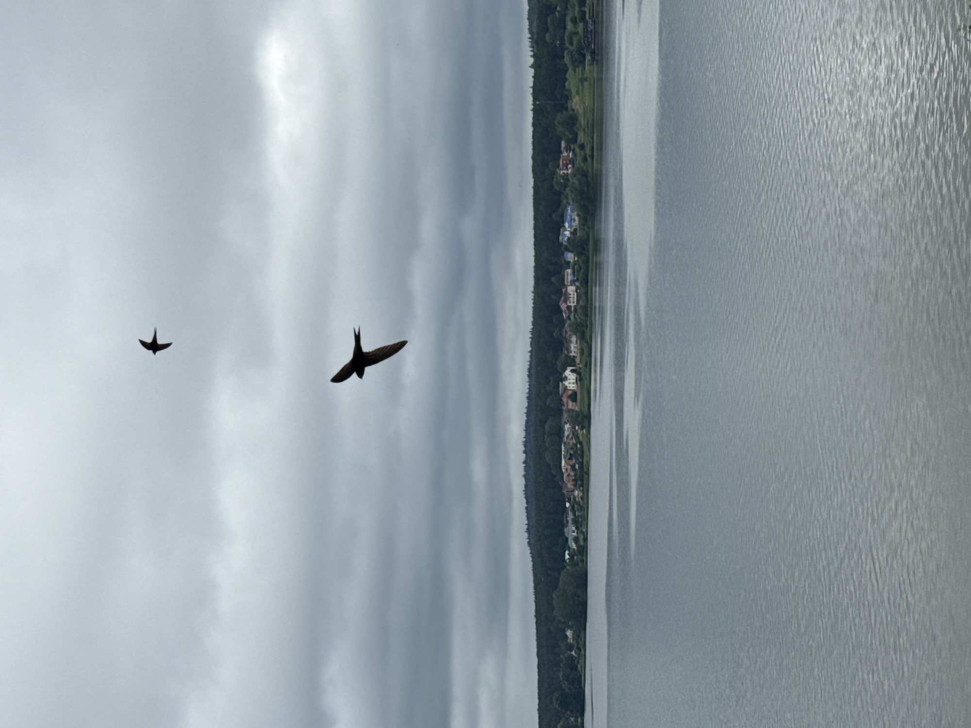 Birds in flight over Votkinsk Reservoir on a cloudy morning