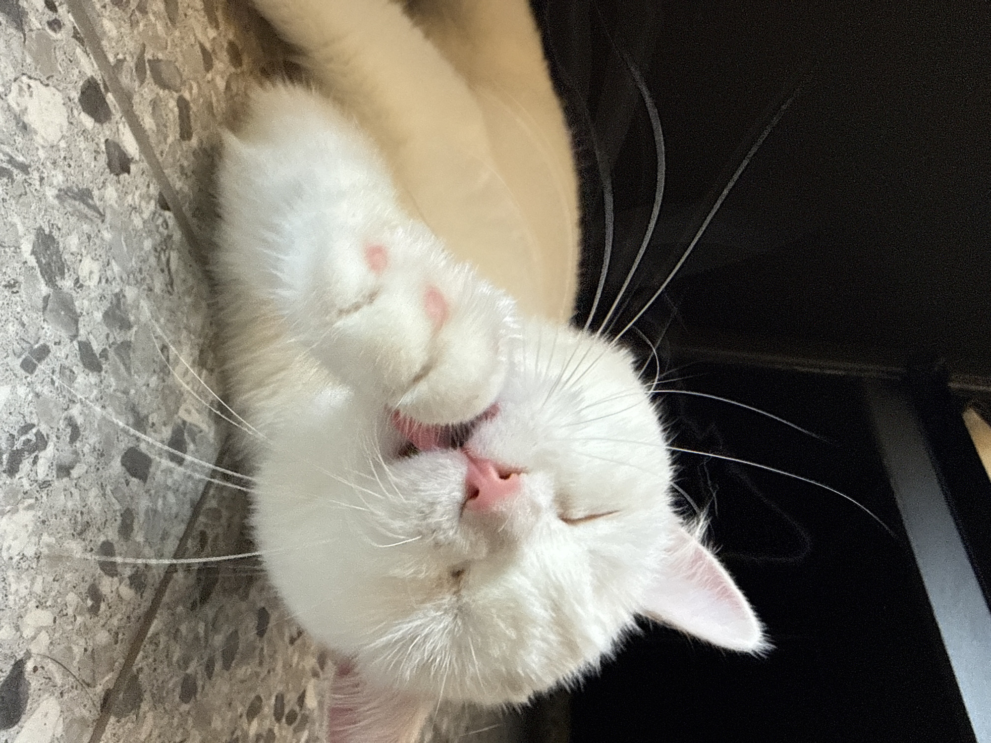 White cat going about its day across indoor and outdoor spots