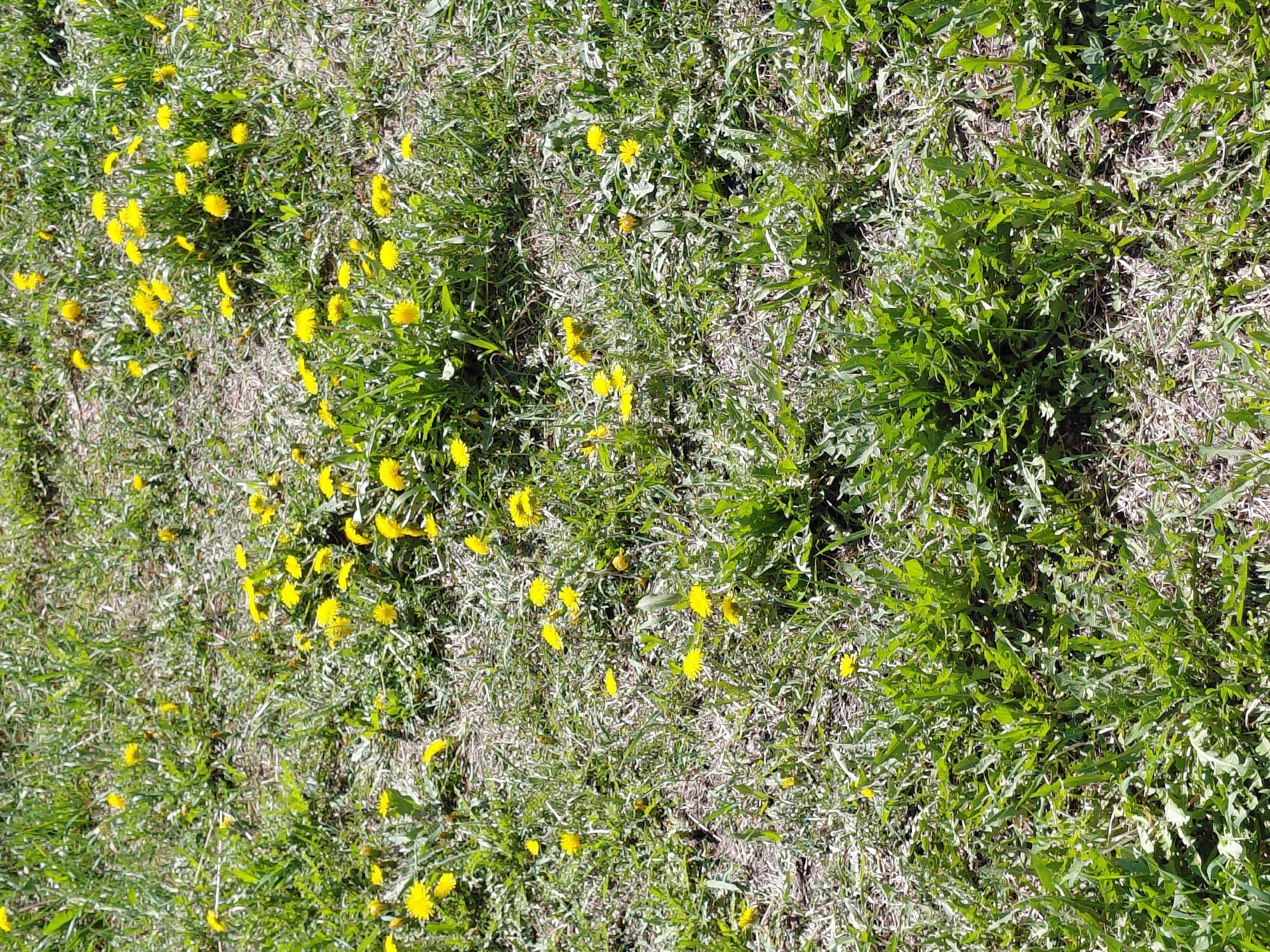 Spring morning scenes documented across Nadym residential areas