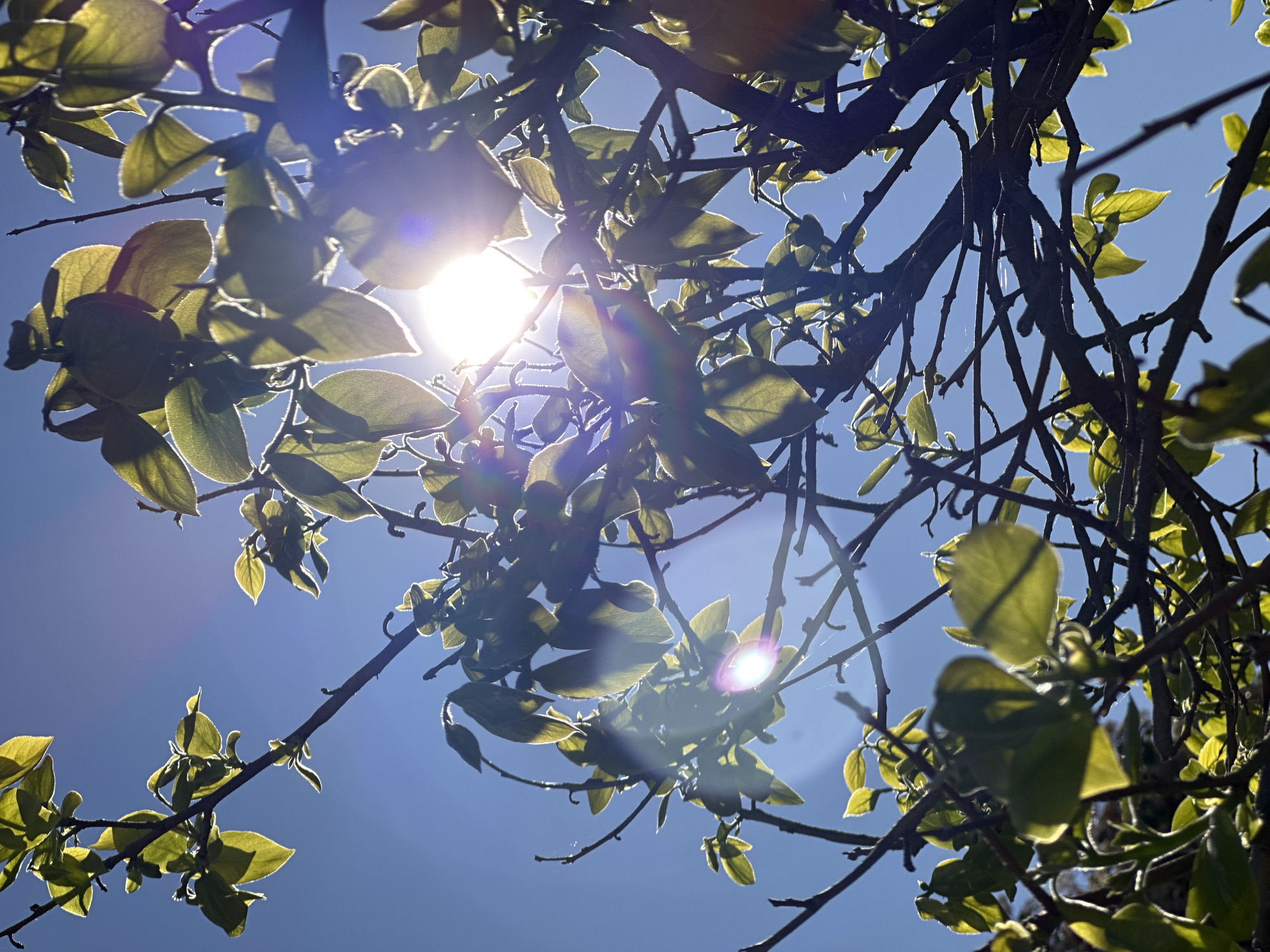 Spring morning sunlight through emerging leaves observed in Montenegro