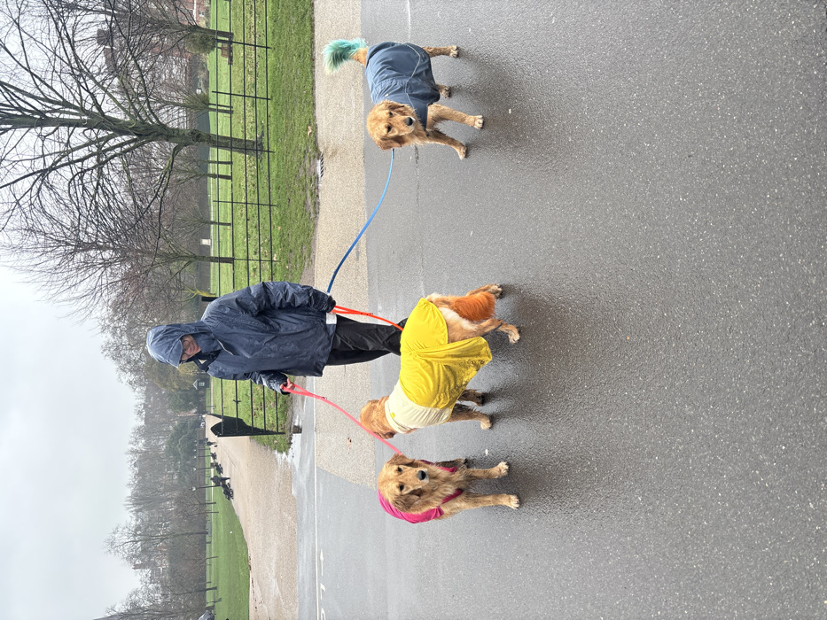 Dog walker with Golden Retrievers spotted in rainy London parks
