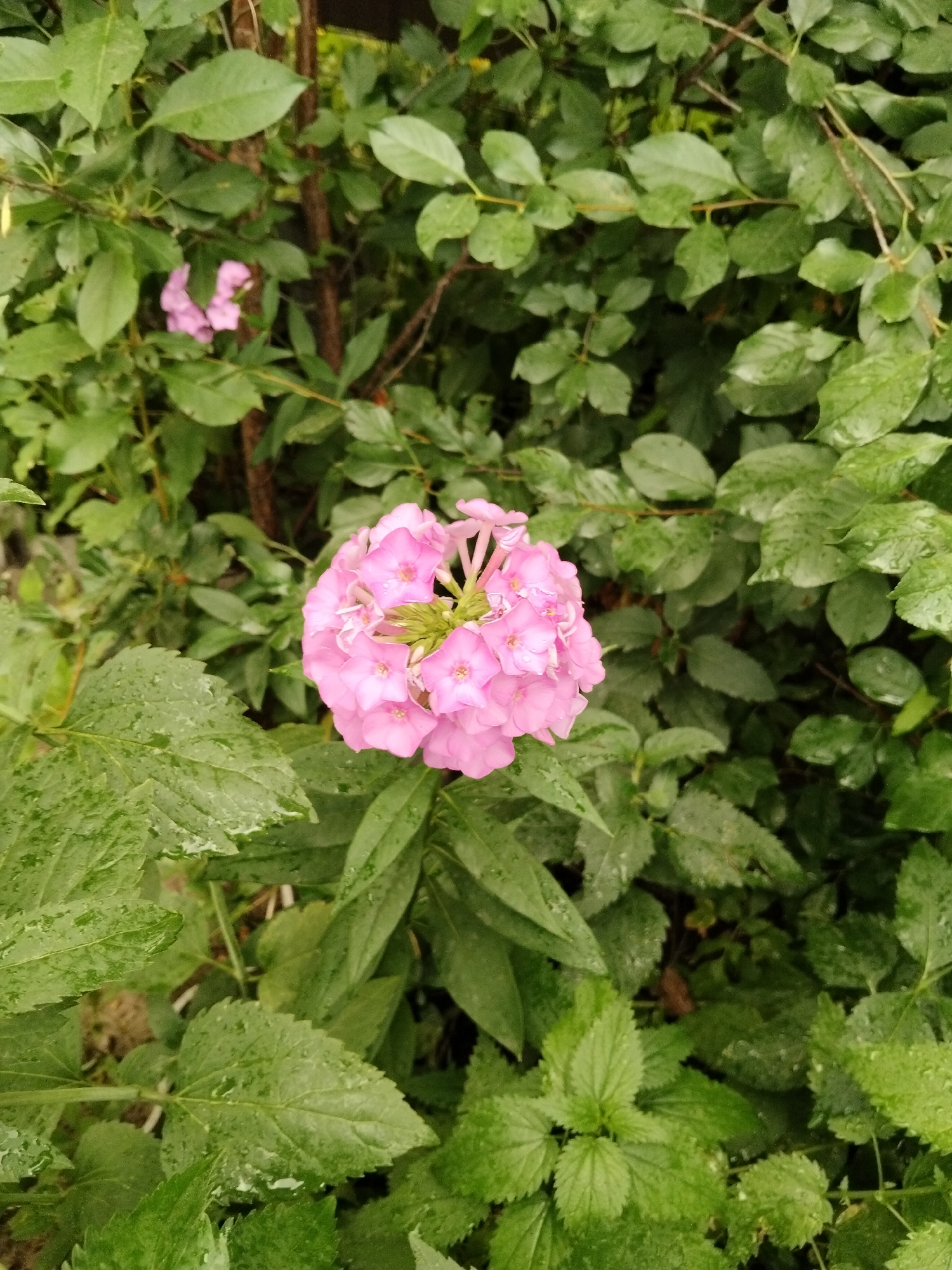 Post-rain skies over Semey: clouds, rainbows, and wet flowers