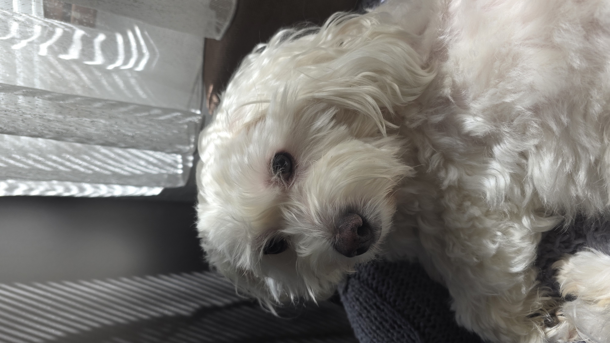 Small white dog photographed resting indoors in Blagoevgrad, Bulgaria
