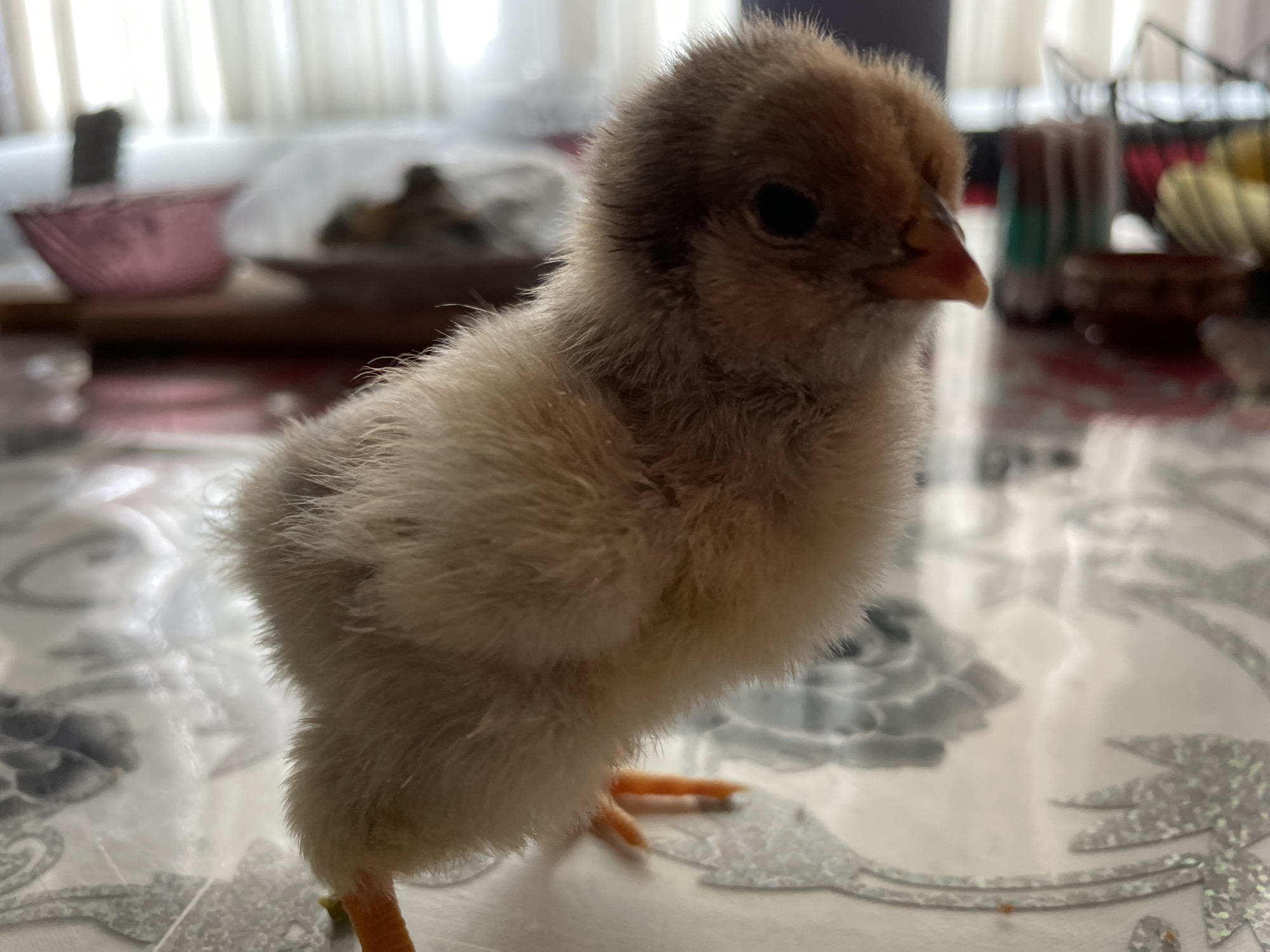 Fluffy chick photographed on table in Zlatograd, Bulgaria