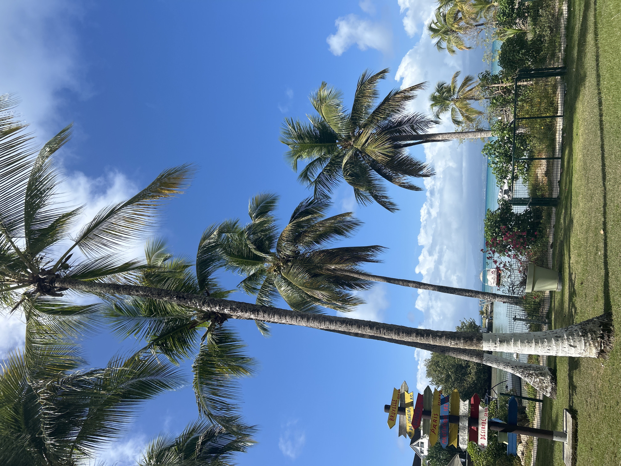 Tropical resort flora documented during humid afternoon conditions