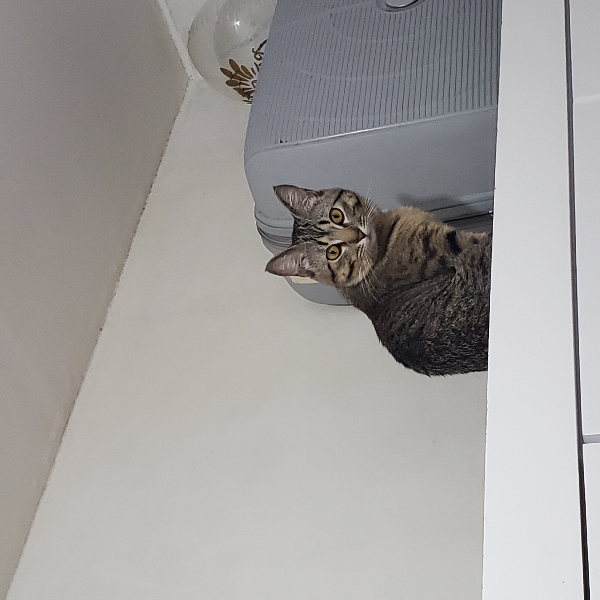Curious tabby cat spotted peering inquisitively in Curitiba