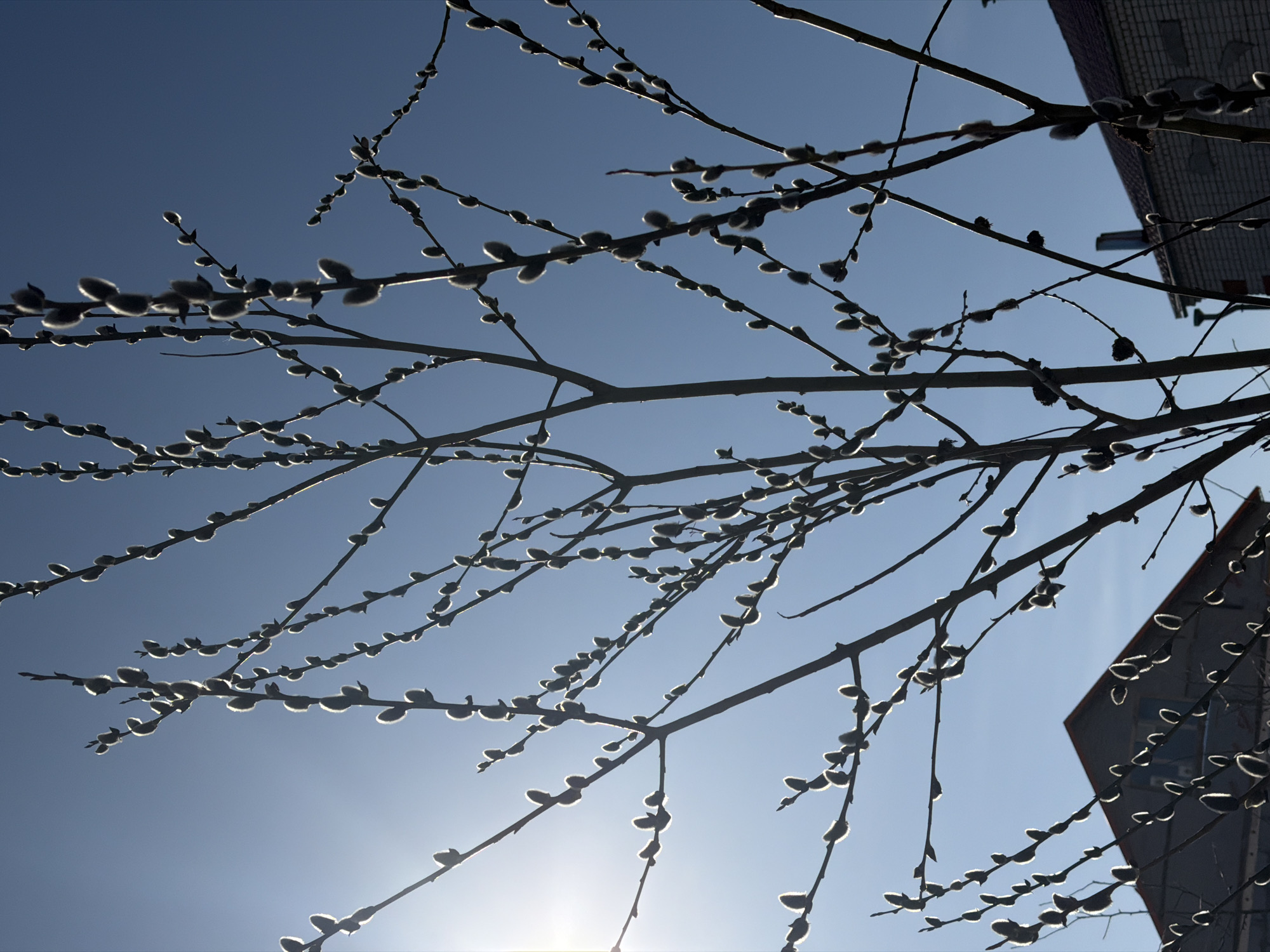 Spring emergence documented in Berezniki with budding trees, blooming flowers
