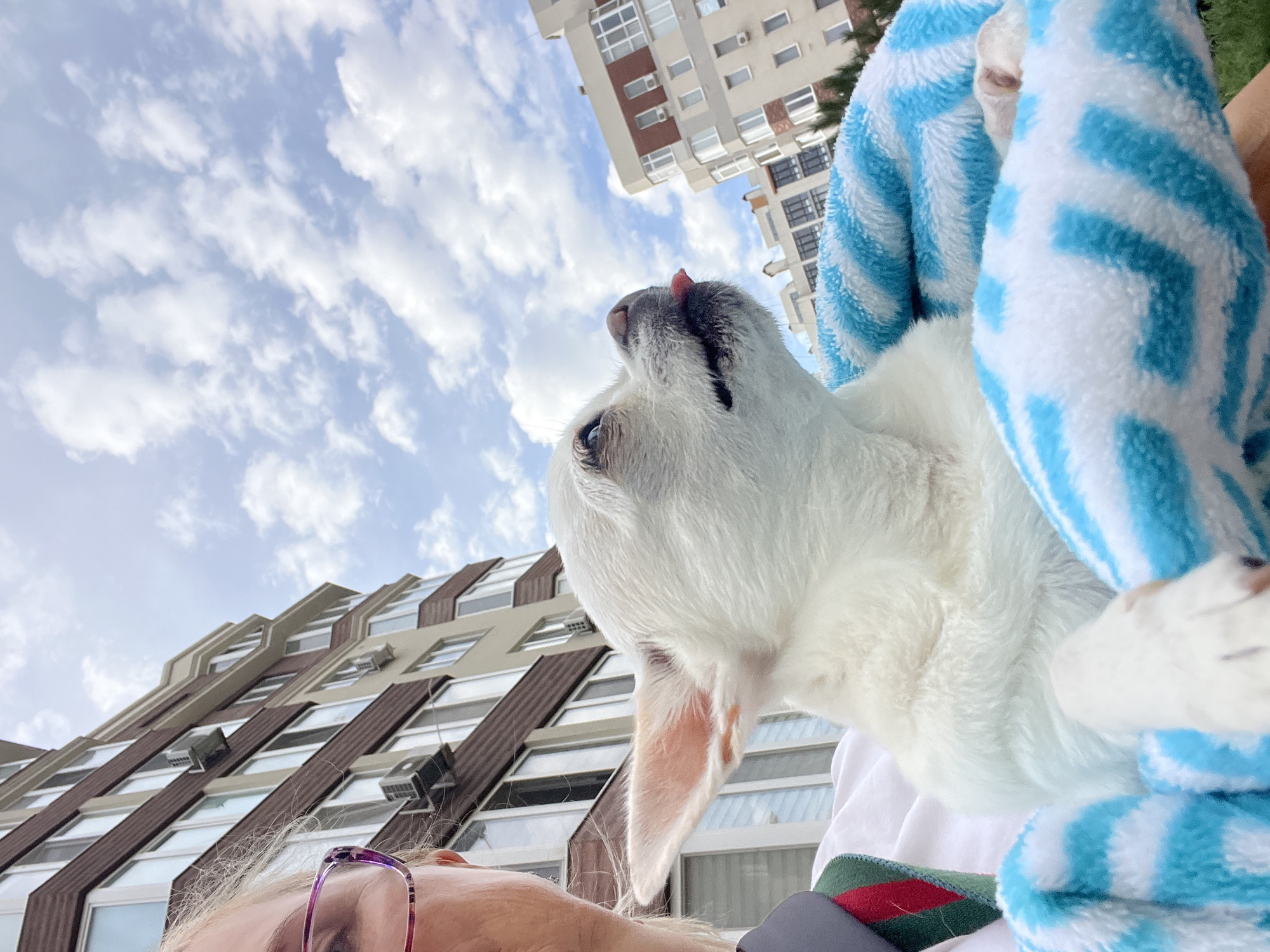 Post-bath Chihuahua and garden walk at a Kryzhanivka apartment complex