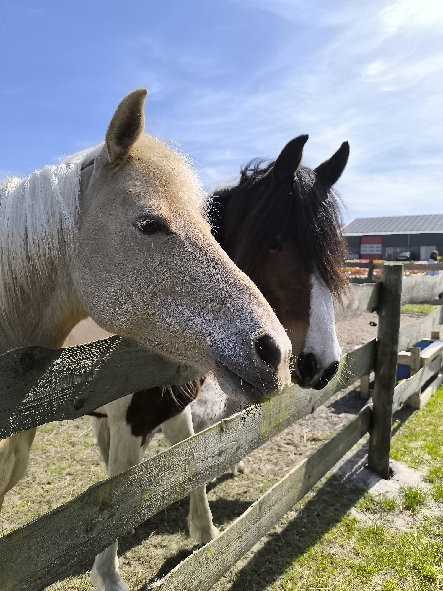 Two horses observed behind wooden fence in Burgerbrug