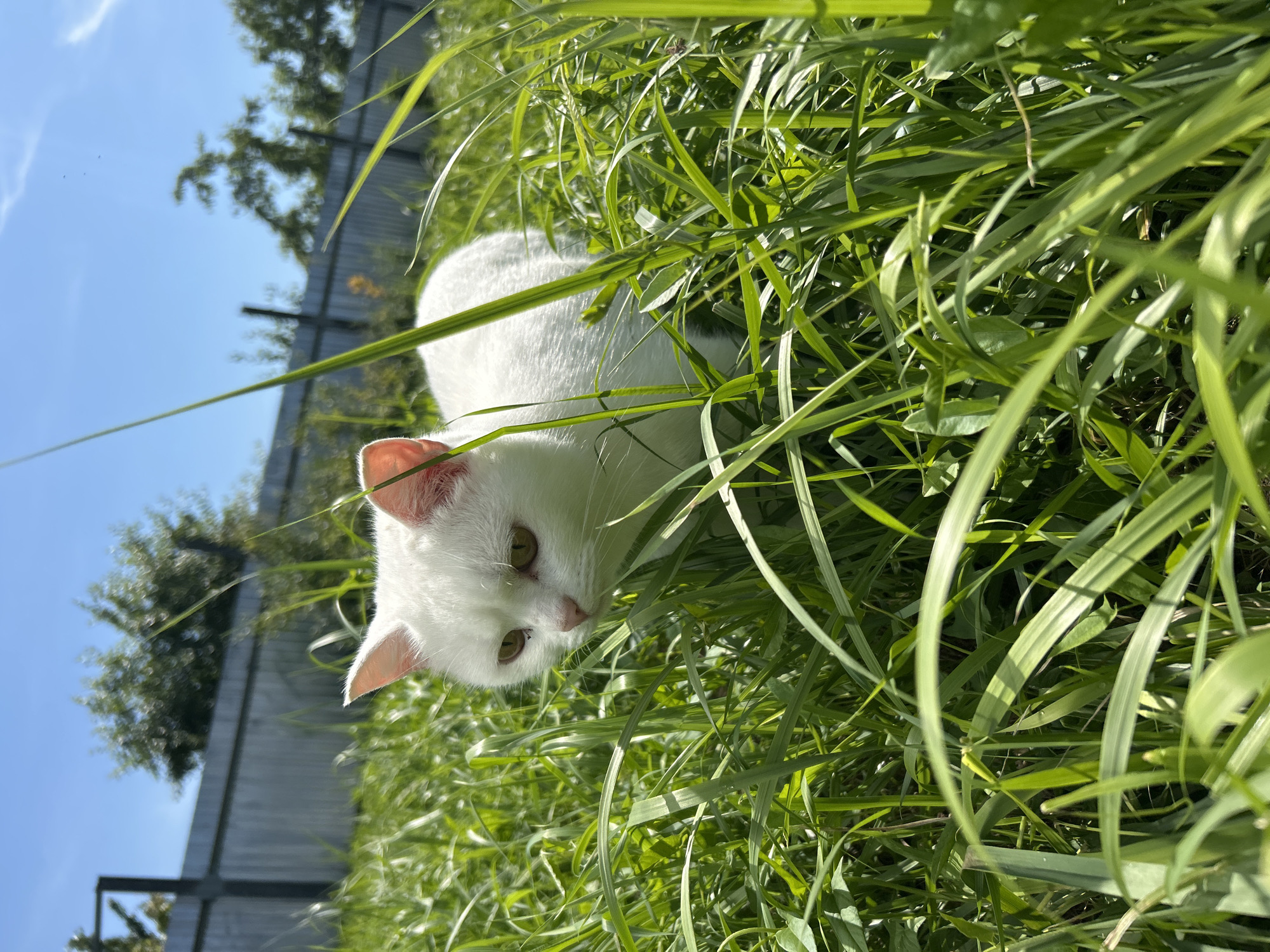 Lazy summer morning: cats, insects, and flowers in Chaikovsky