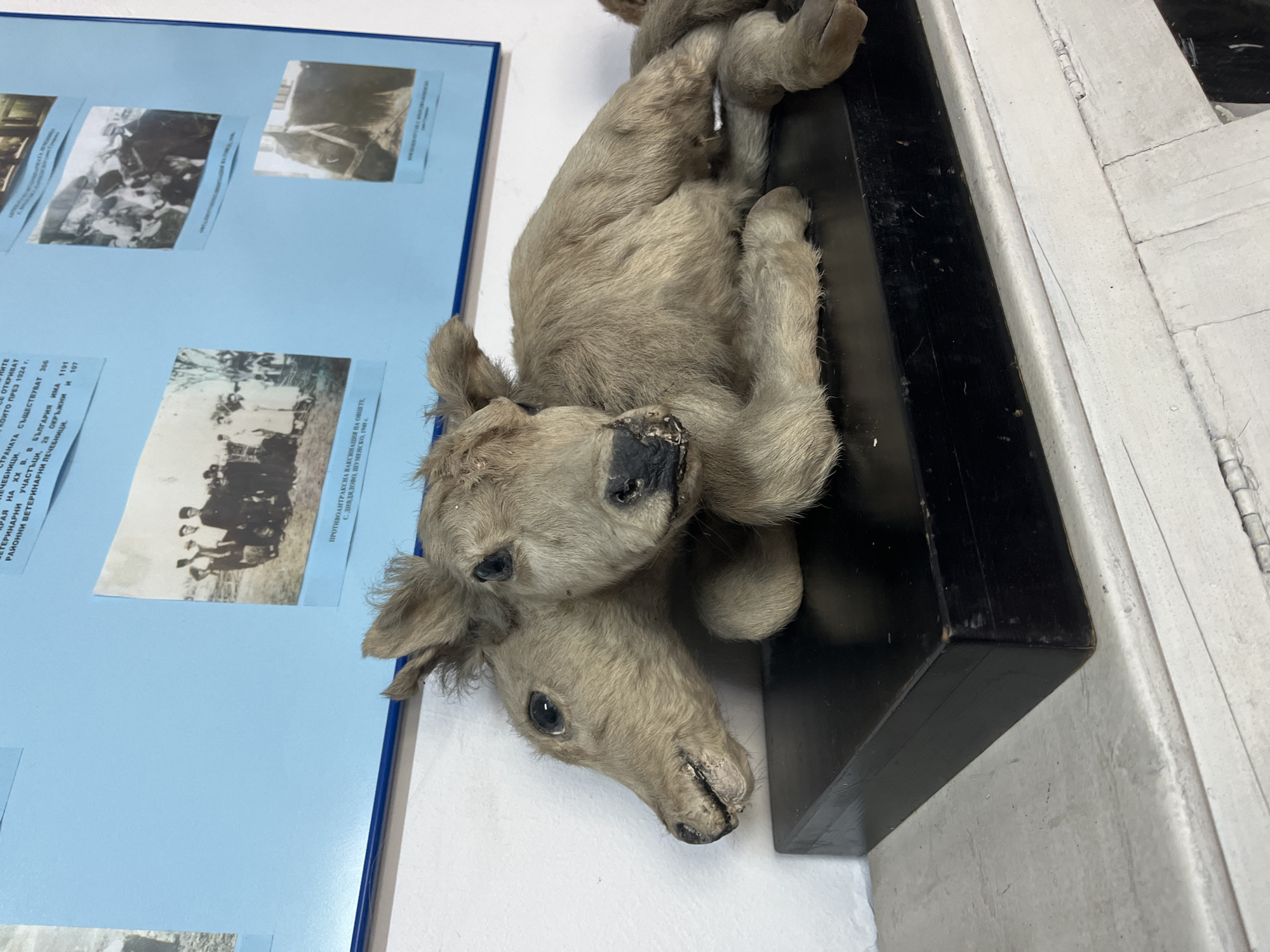 Two-headed taxidermied animal displayed in Sofia museum exhibit