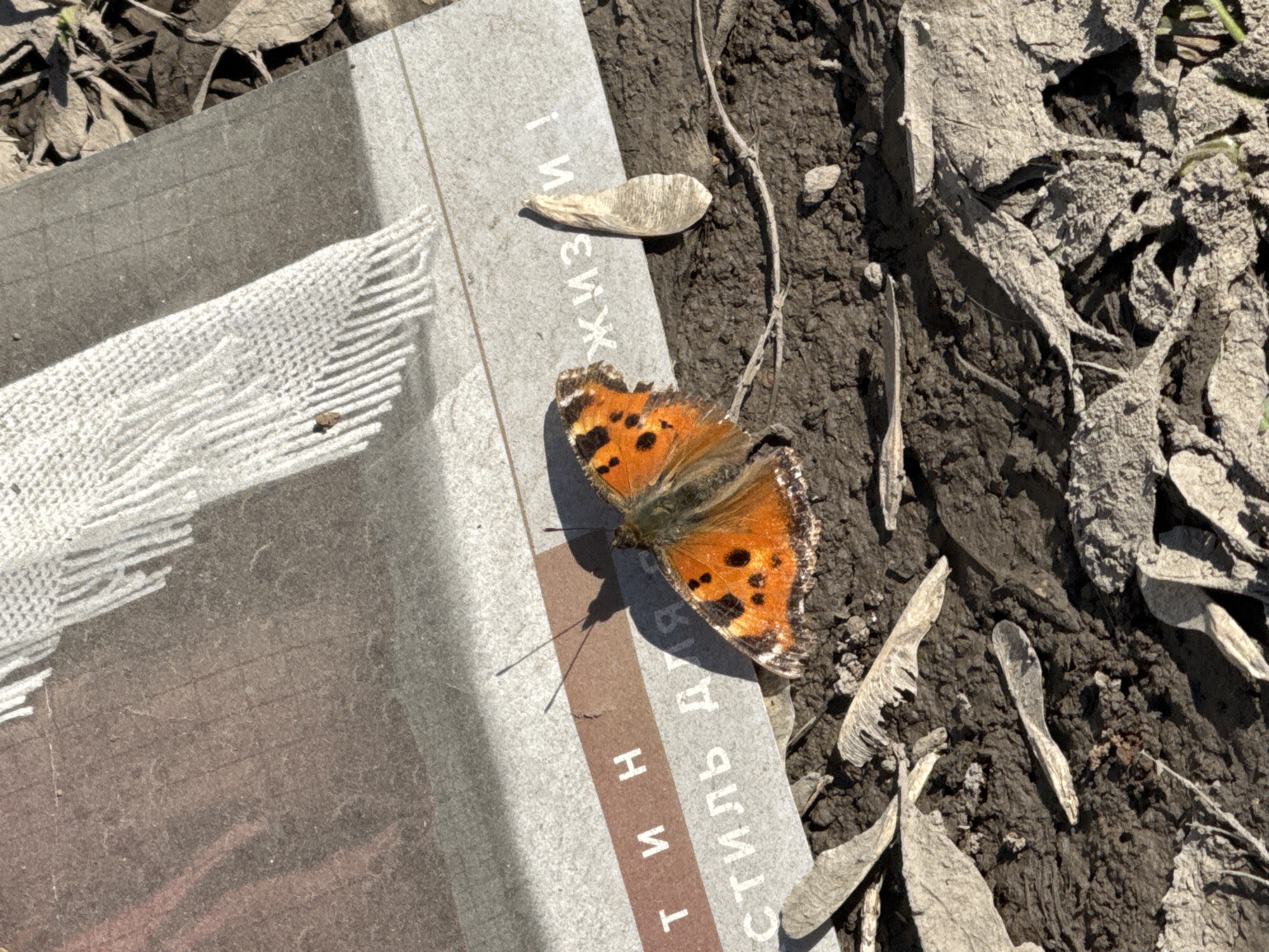 Butterfly lands on book in Russian town