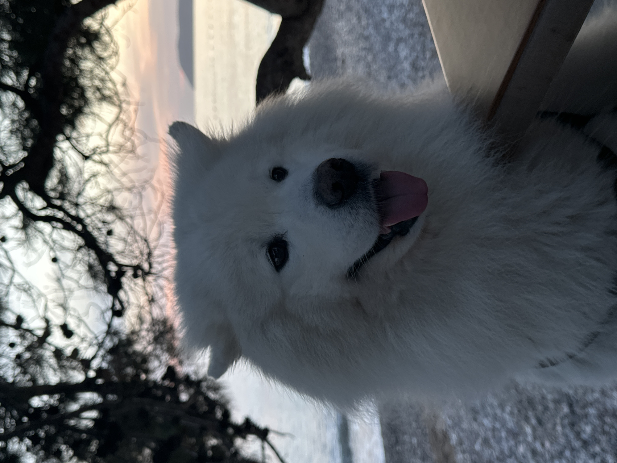 White Samoyed spotted sitting outdoors in Šušanj, Montenegro