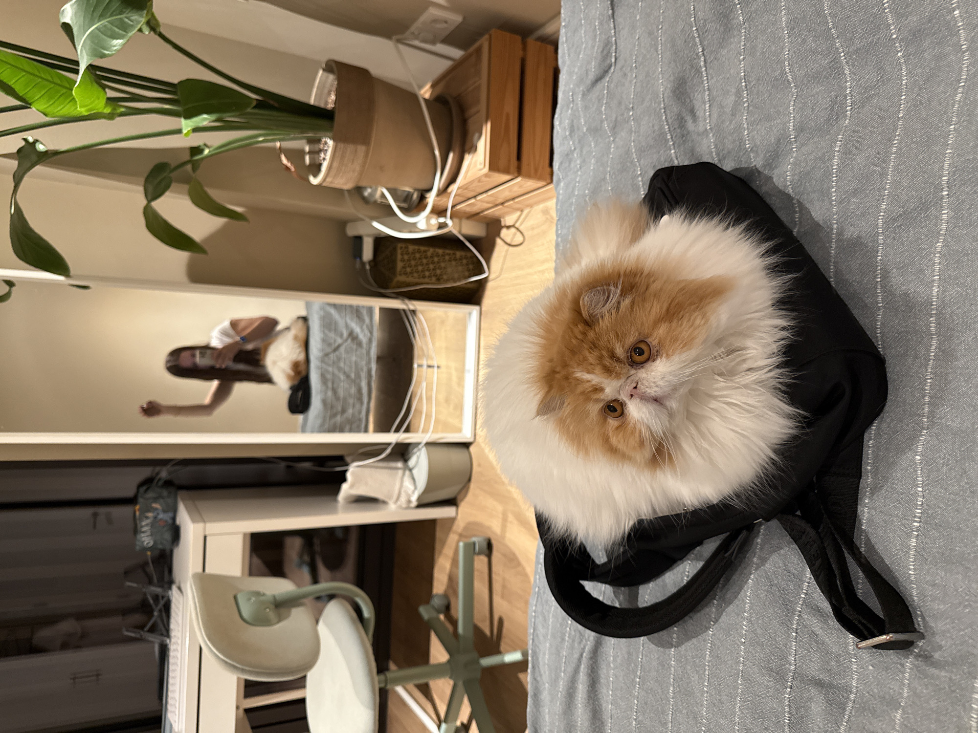 Persian cat sleeps in fabric bag on Barcelona bed