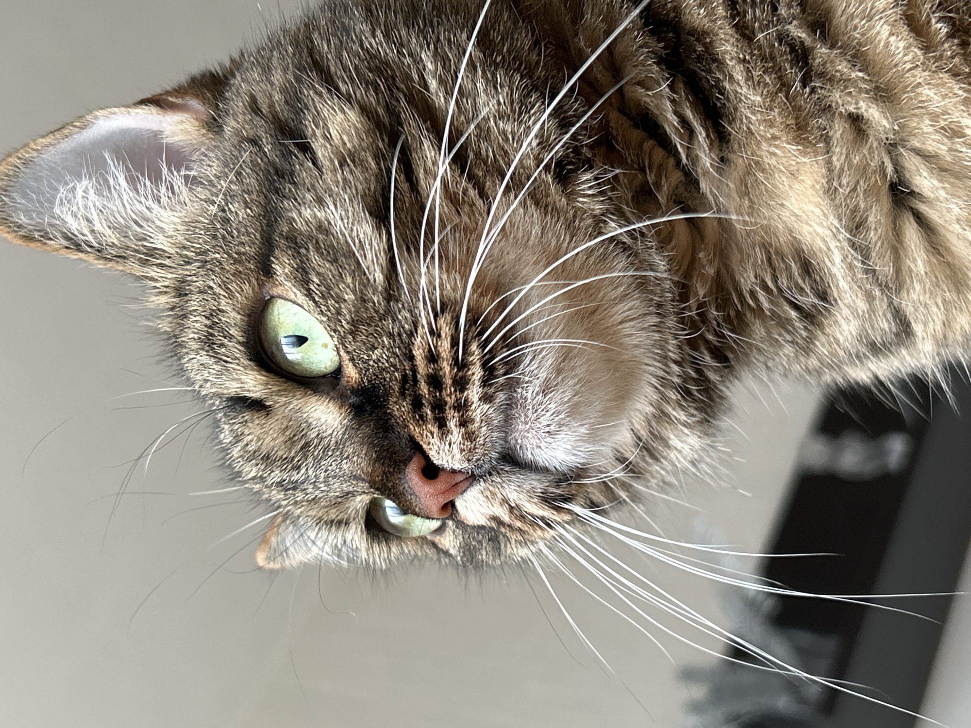 Tabby cat photographed from unusual upside-down angle in Russia