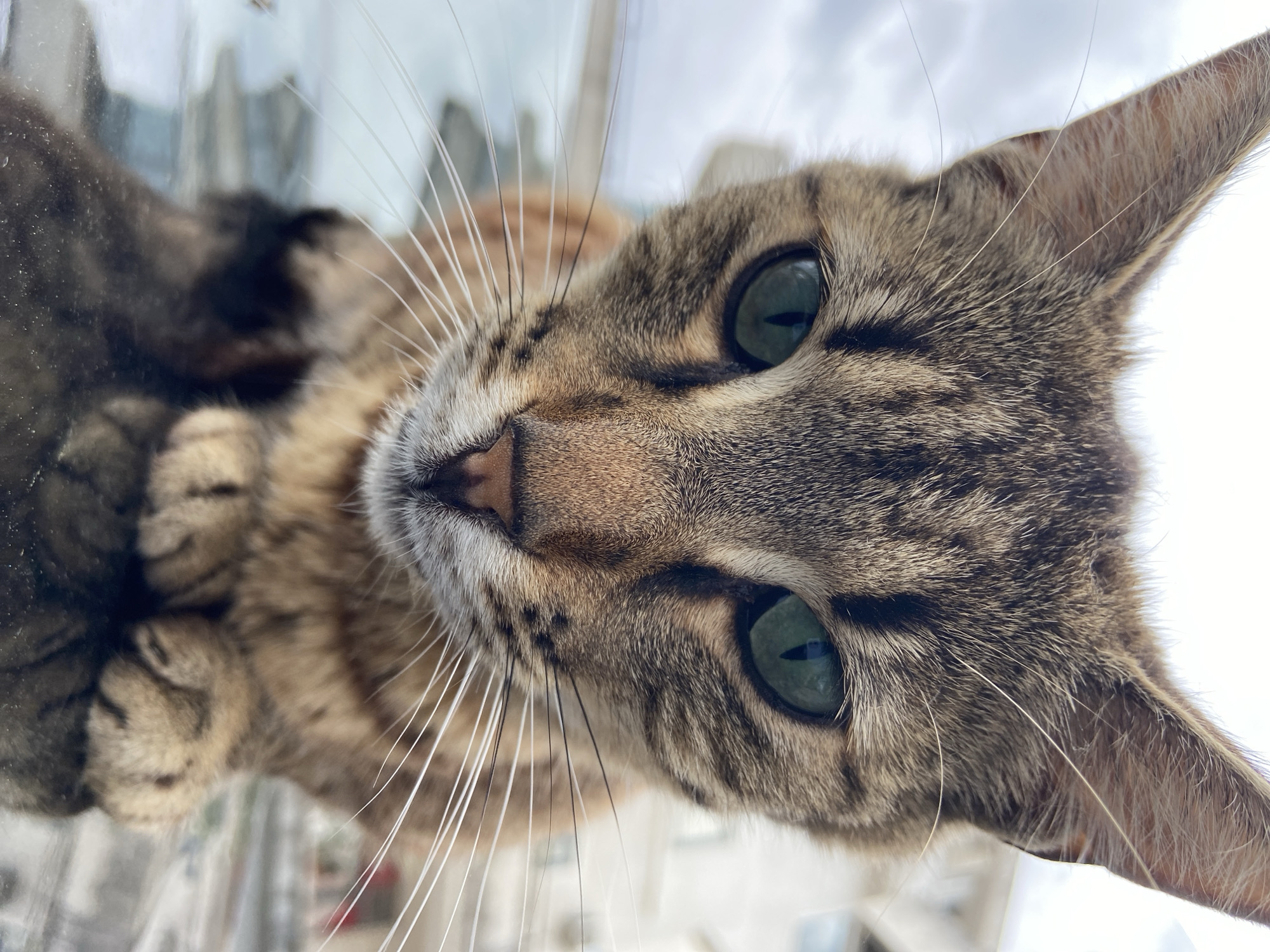 Cats and gardens captured in everyday Budva moments