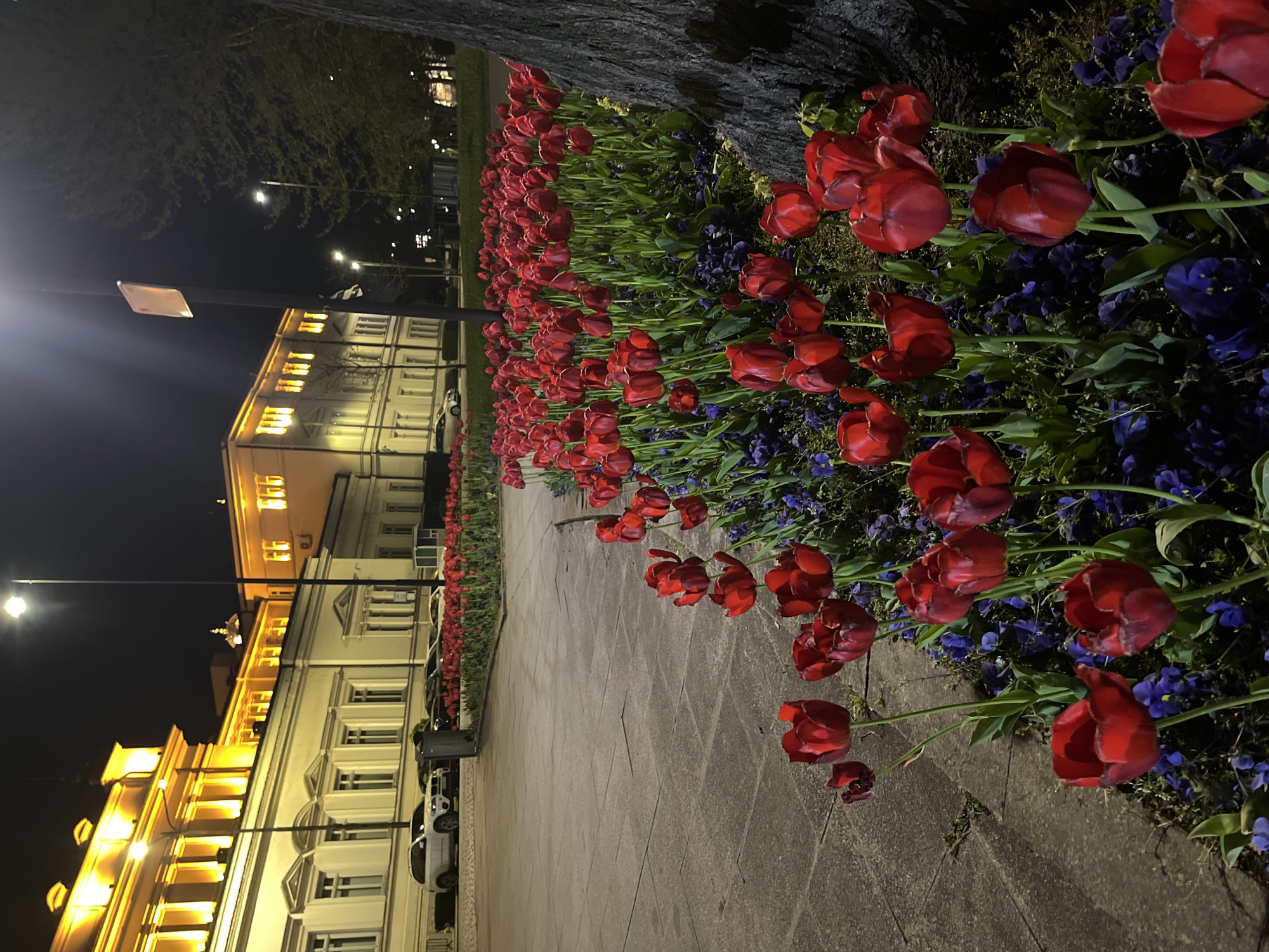 Witness documents illuminated Sofia landmarks during evening hours