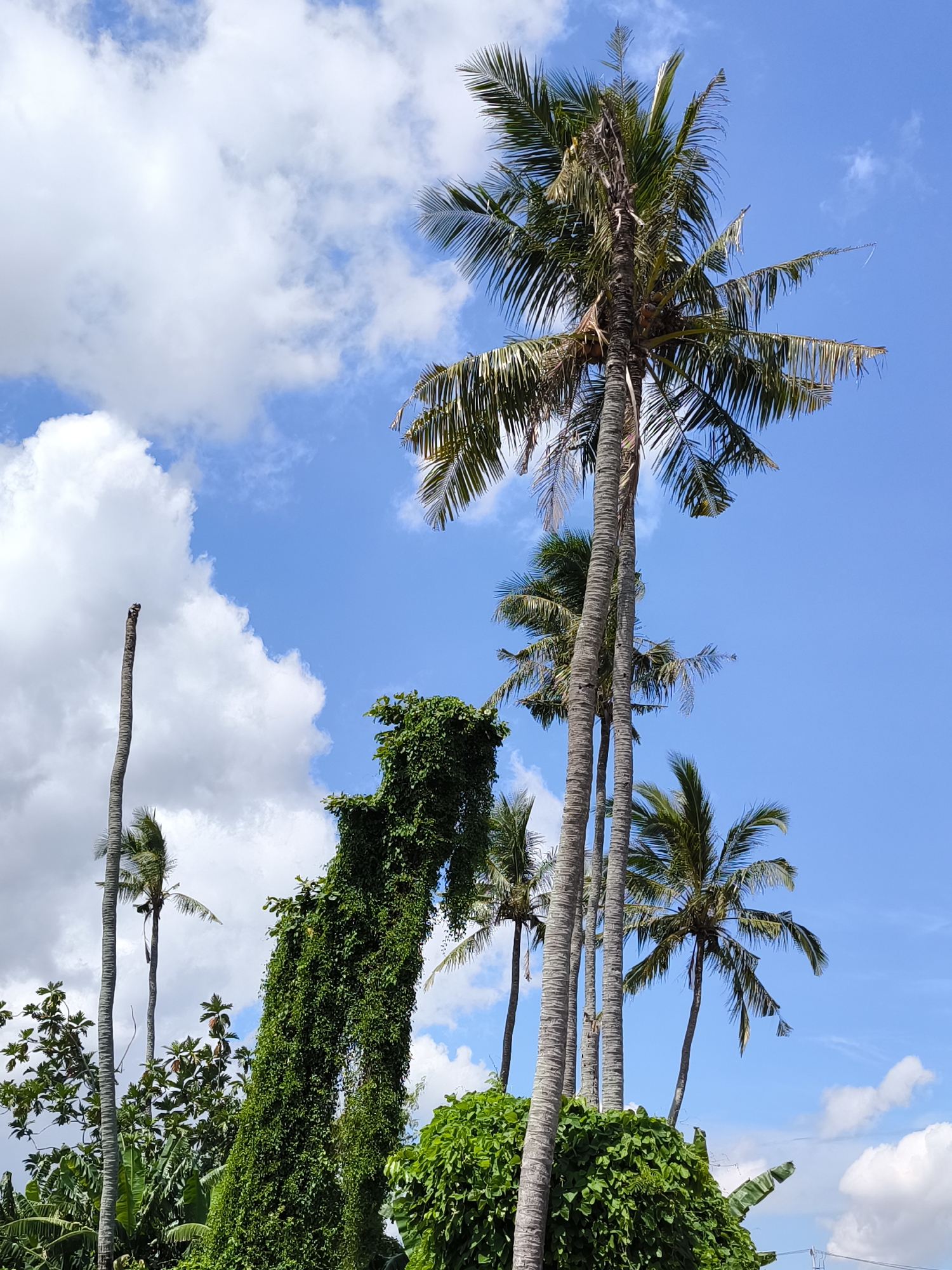 Morning tropical landscape documented in Mengwi, Indonesia